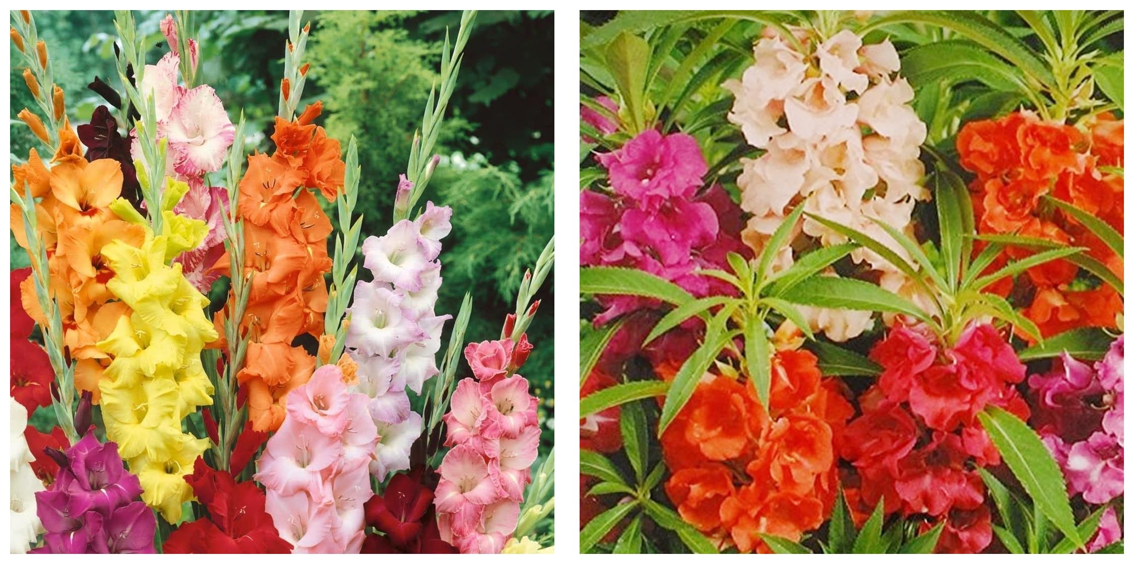 Kraft Seeds Gladiolus Flowering Bulbs (Multicolor, 15 Bulbs) & Kraft Seeds Balsam Mix Flower Seeds (2 Packets,75 seeds each) (B0CCV4HR5G) Amazon Price History, Amazon Price Tracker