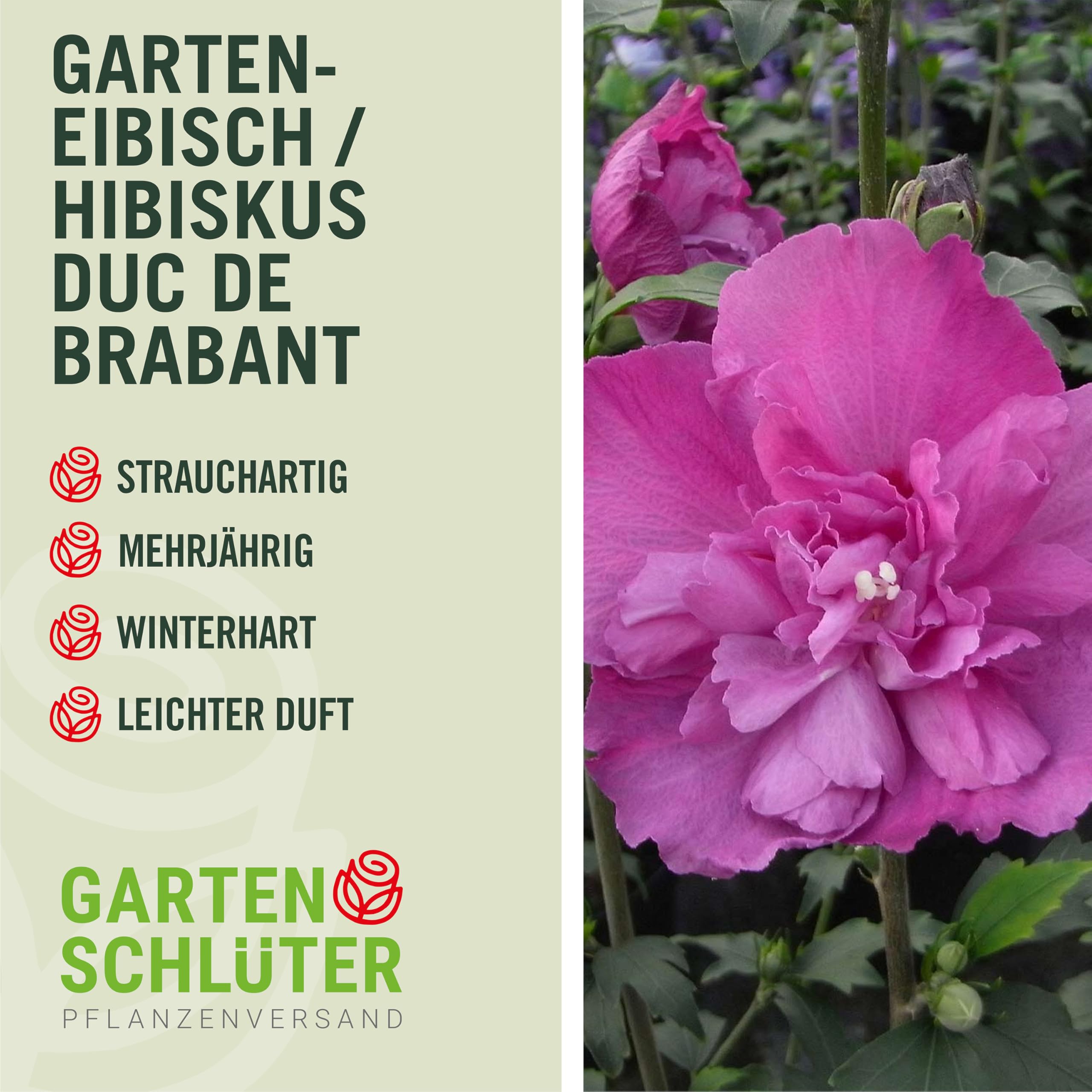 Hibiskus Garteneibisch - Hibiscus syriacus - winterhart und mehrjährig - 1 Zierstrauch von Garten Schlüter - Pflanzen in Top-Qualität (40-60 cm, Duc de Brabant)