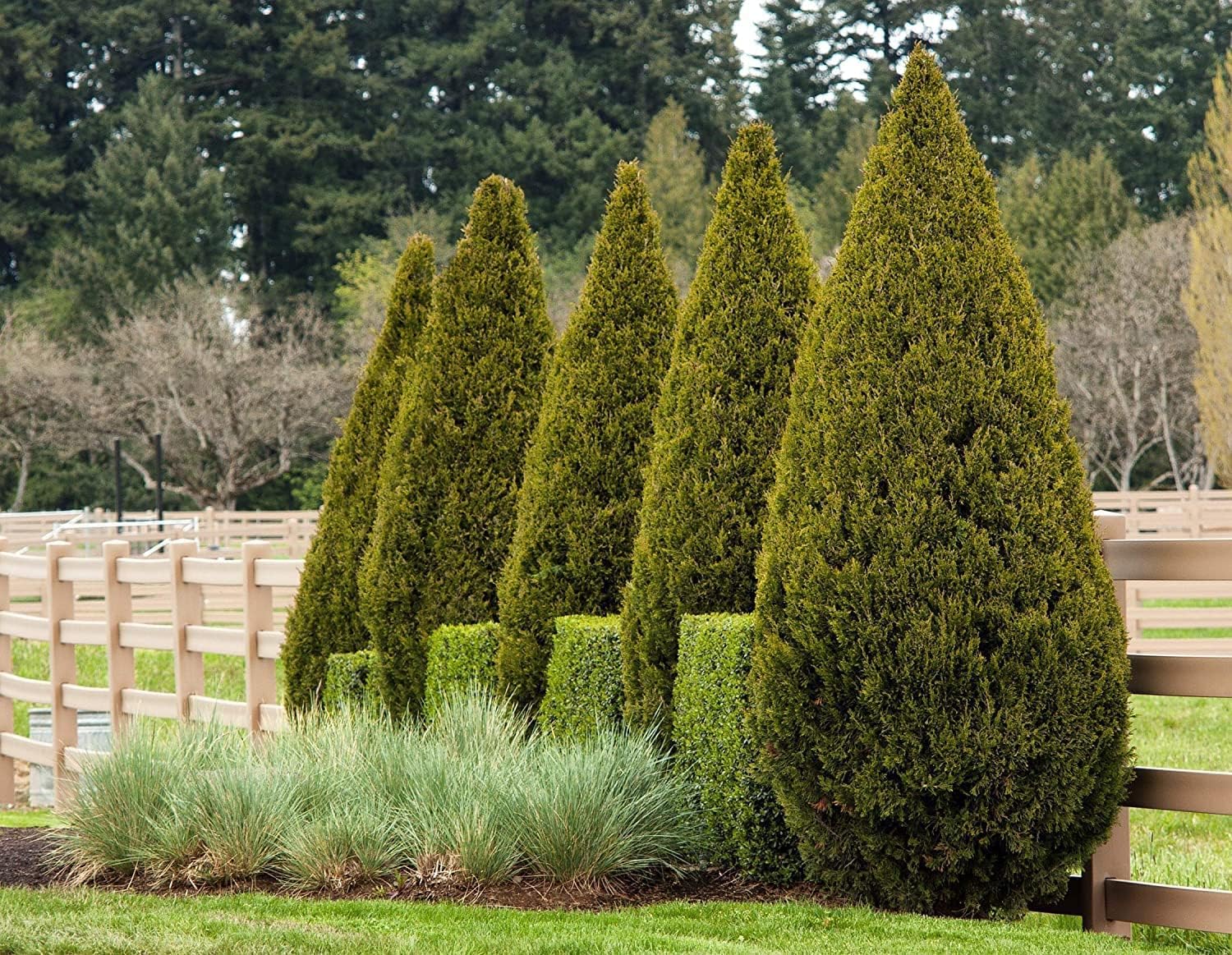 Spartan Juniper | 3 Large Trade Gallon Size Trees | Juniperus Chinensis | Live Evergreen Privacy Screening Plant