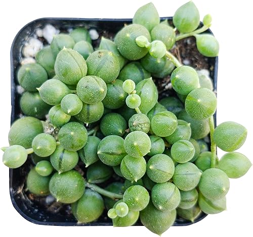 String of Pearls Plants Succulents (2 inch + Grower Pot) - Trailing Succulents, Small Plants for Small Spaces Decoration