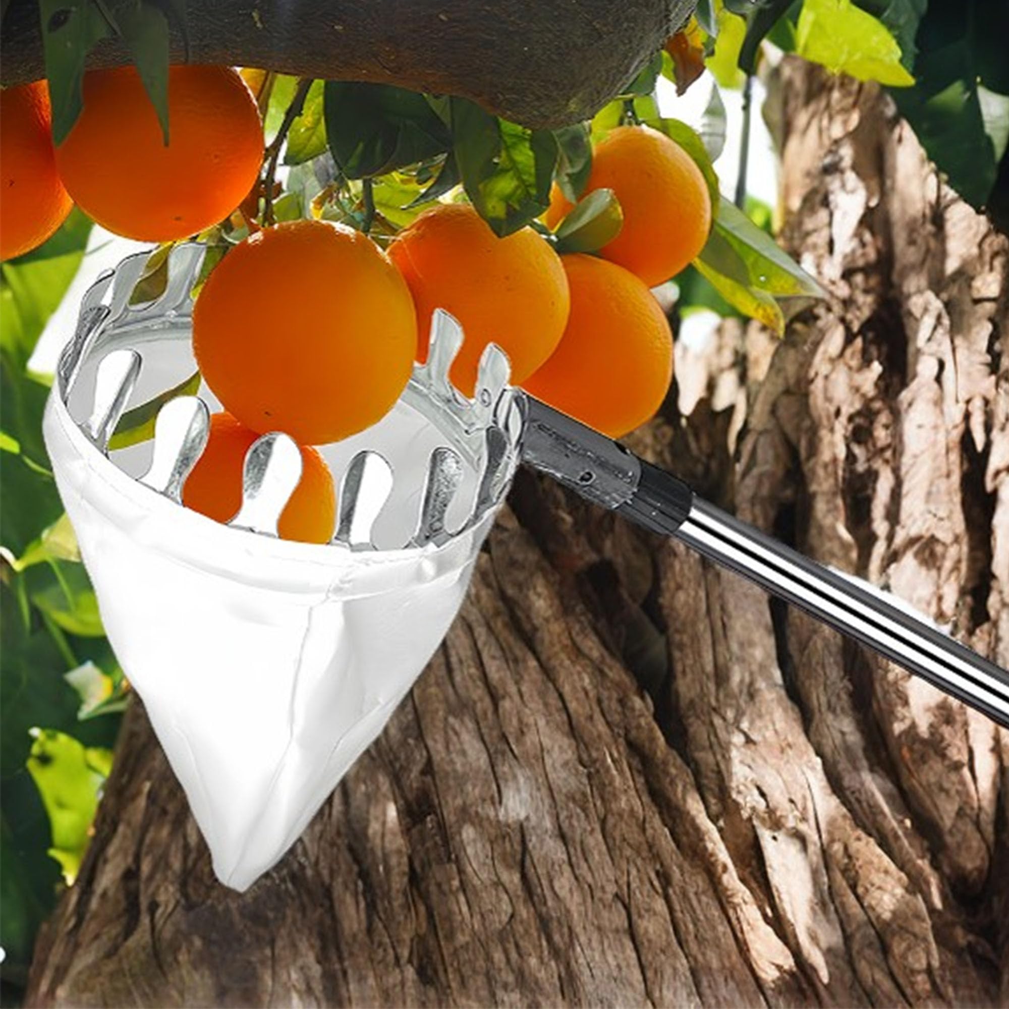 Raccoglitrice con Palo, Raccoglitore di Frutta Bastone, Raccogli Frutta, Raccogli Frutta Telescopico, Raccoglitore di Frutta Ad Alta Quota, Salvaspazio, Strumenti Pratici del Frutteto
