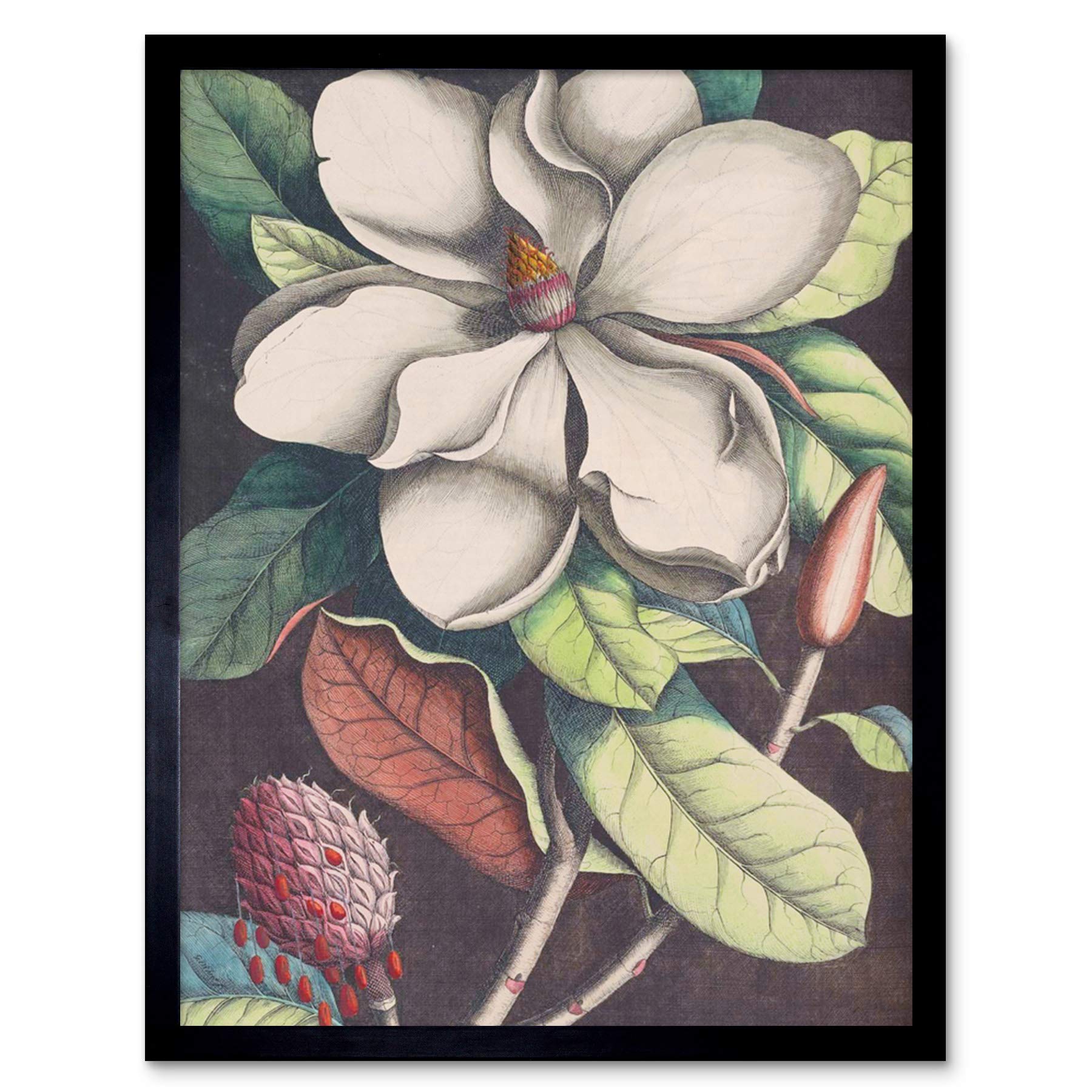 Wee Blue Coo Flower Magnolia Botany Vintage Art Print Framed Wall Decor 9X7 inch