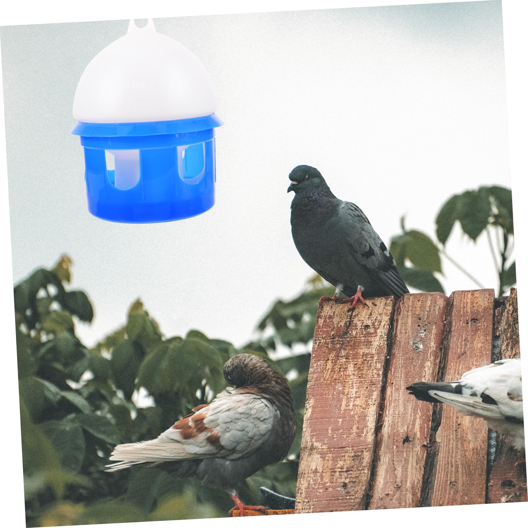 Bebedero de Agua para Aves Automático 4l Plástico Azul | Diseño Redondo, Pieza Desmontable, Uso Sencillo, para Aves y Pichones, Formato Exterior