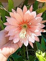 Vista 10 de Epiphyllum Orchird Cactus (Super Rare Clarity Abraxas)