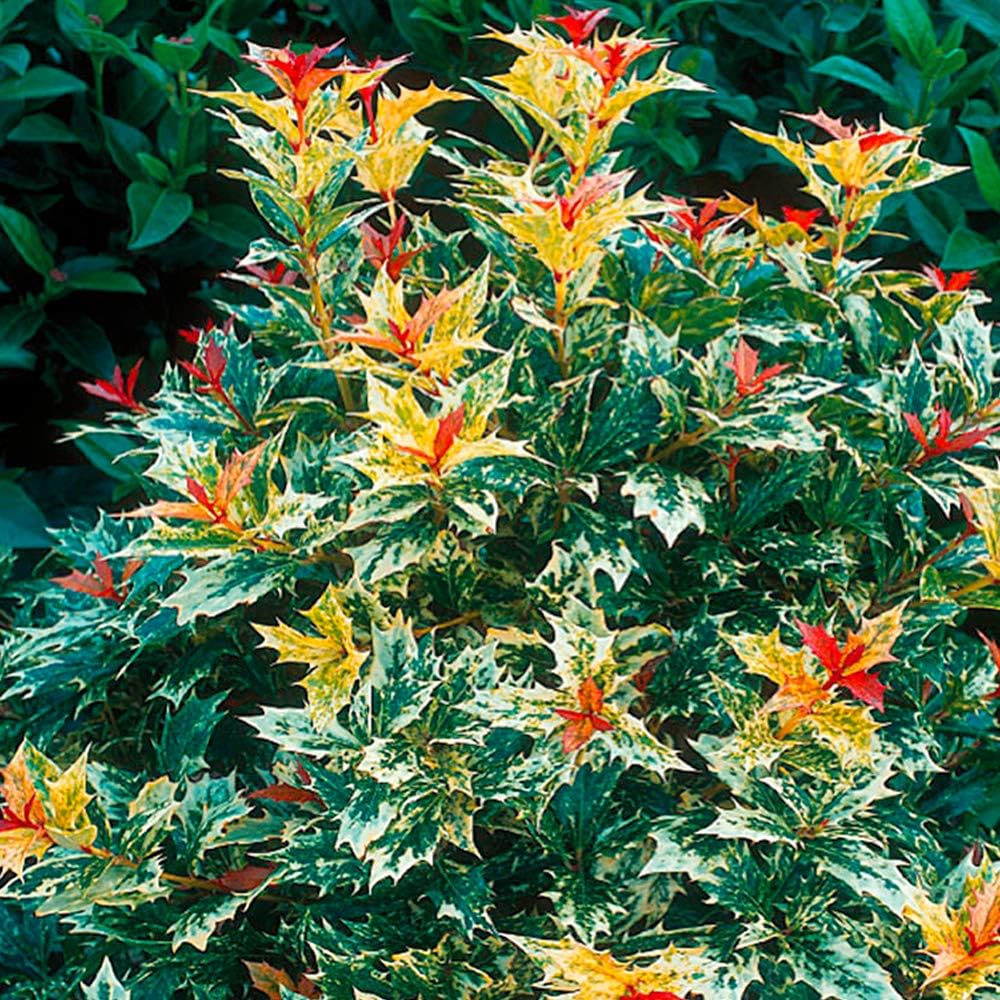 GardenersDream Osmanthus Heterophyllus Goshiki False Holly Plant - Outdoor Garden Ready Evergreen Shrub in Pot - Potted Outdoor Plant for Gardens, Beds, and Borders (9cm Pot, 15-25cm)
