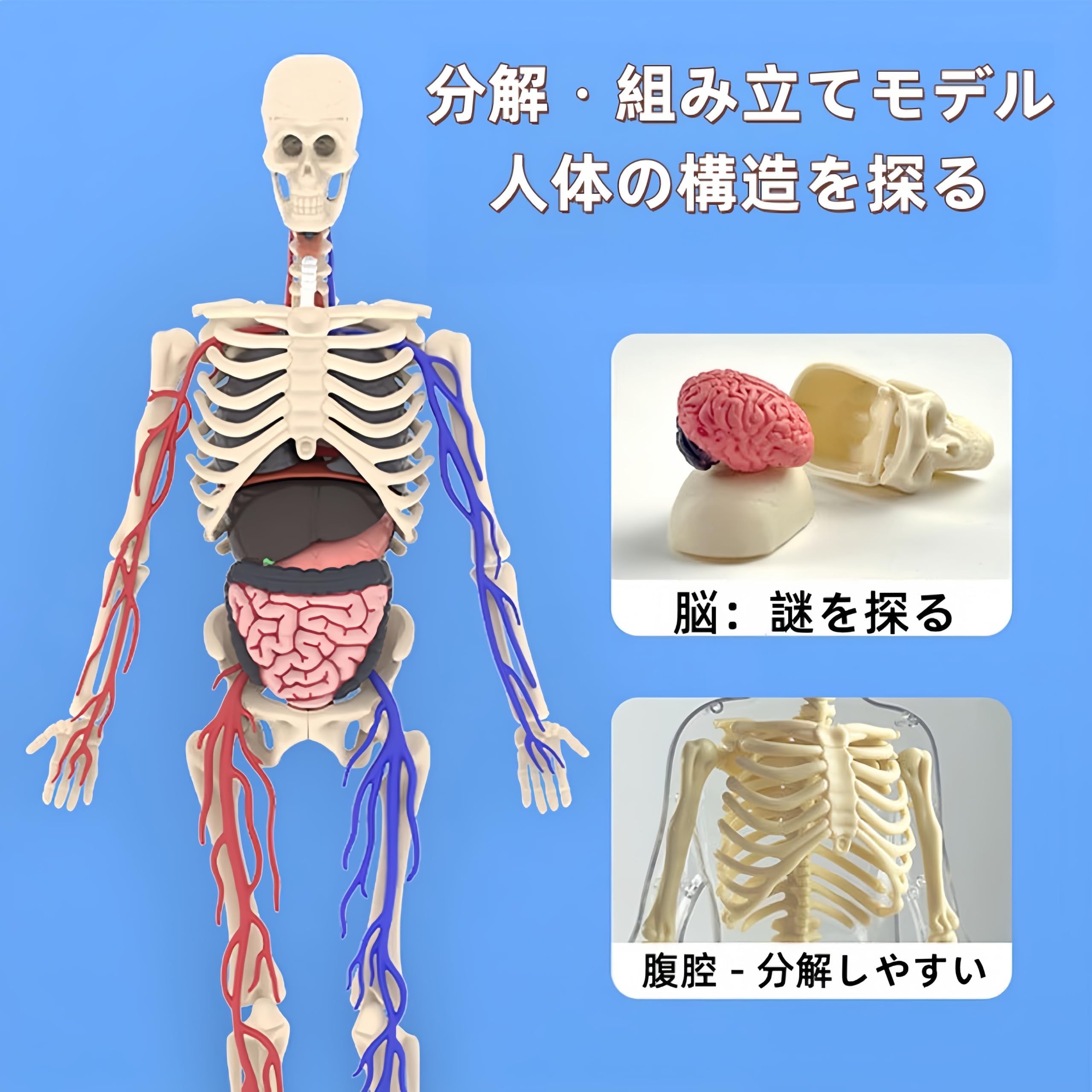 Amazon.co.jp: UKYCEORA 透明な人体解剖モデル、32cmの取り外し可能な