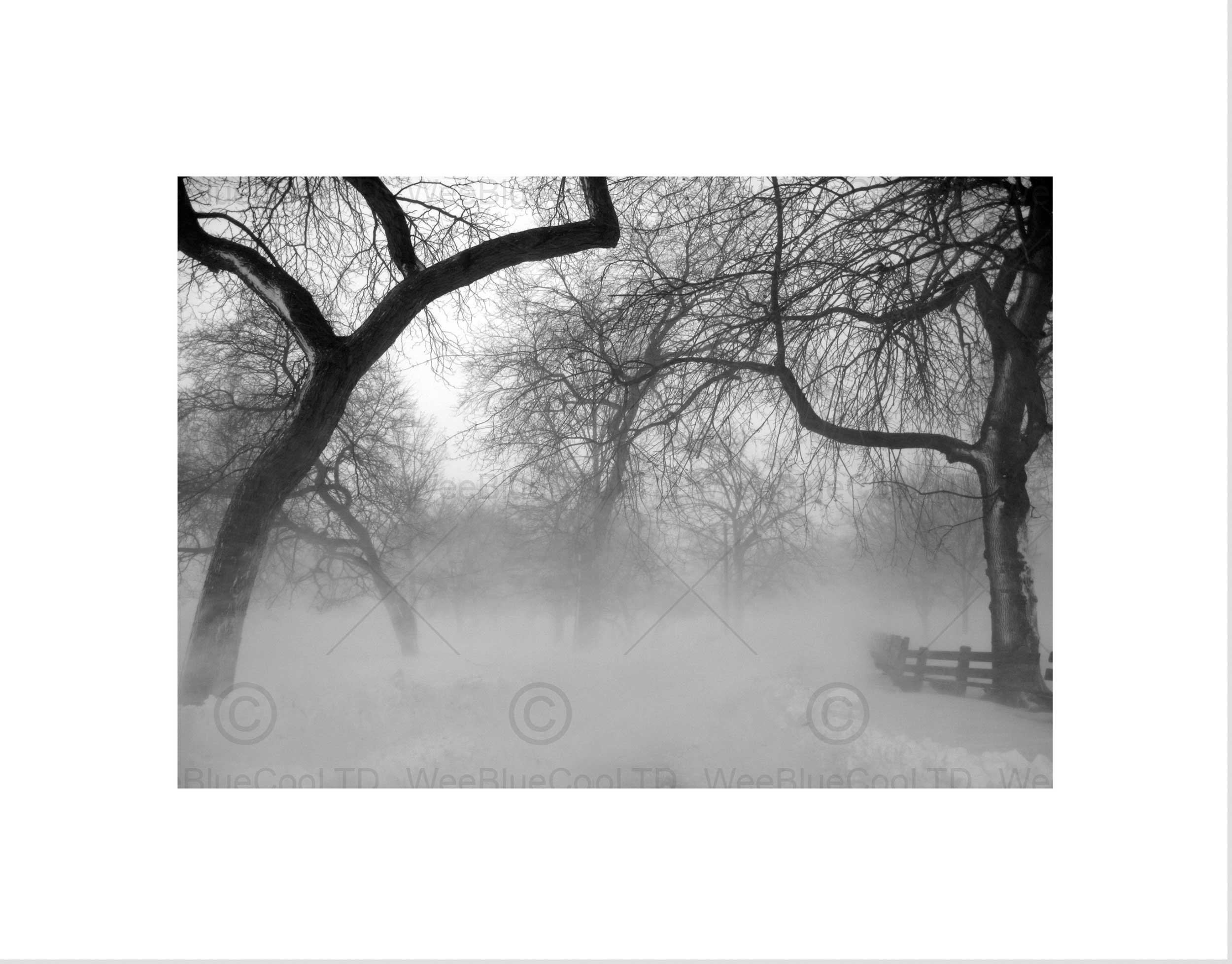 Wee Blue Coo Nature Landscape Forest Snow Fog Ice Winter Black White Wall Art Print