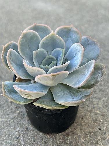 Miniatura 2 de Echeveria Blue Surprise - Planta suculenta viva, maceta de 2 pulgadas con tierra, decoración para el hogar y la oficina