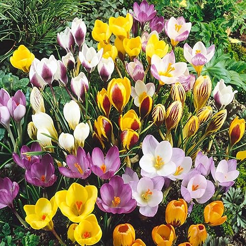 Daylily Nursery 40 Jumbo Crocus Mixture - Crocus vernus flavus