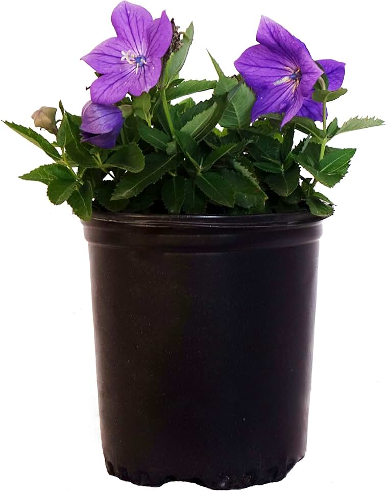 Platycodon grand.&#x27;Sentimental Blue&#x27; (Sentimental Blue Balloon Flower) Perennial, blue flowers, 1 - Size Container