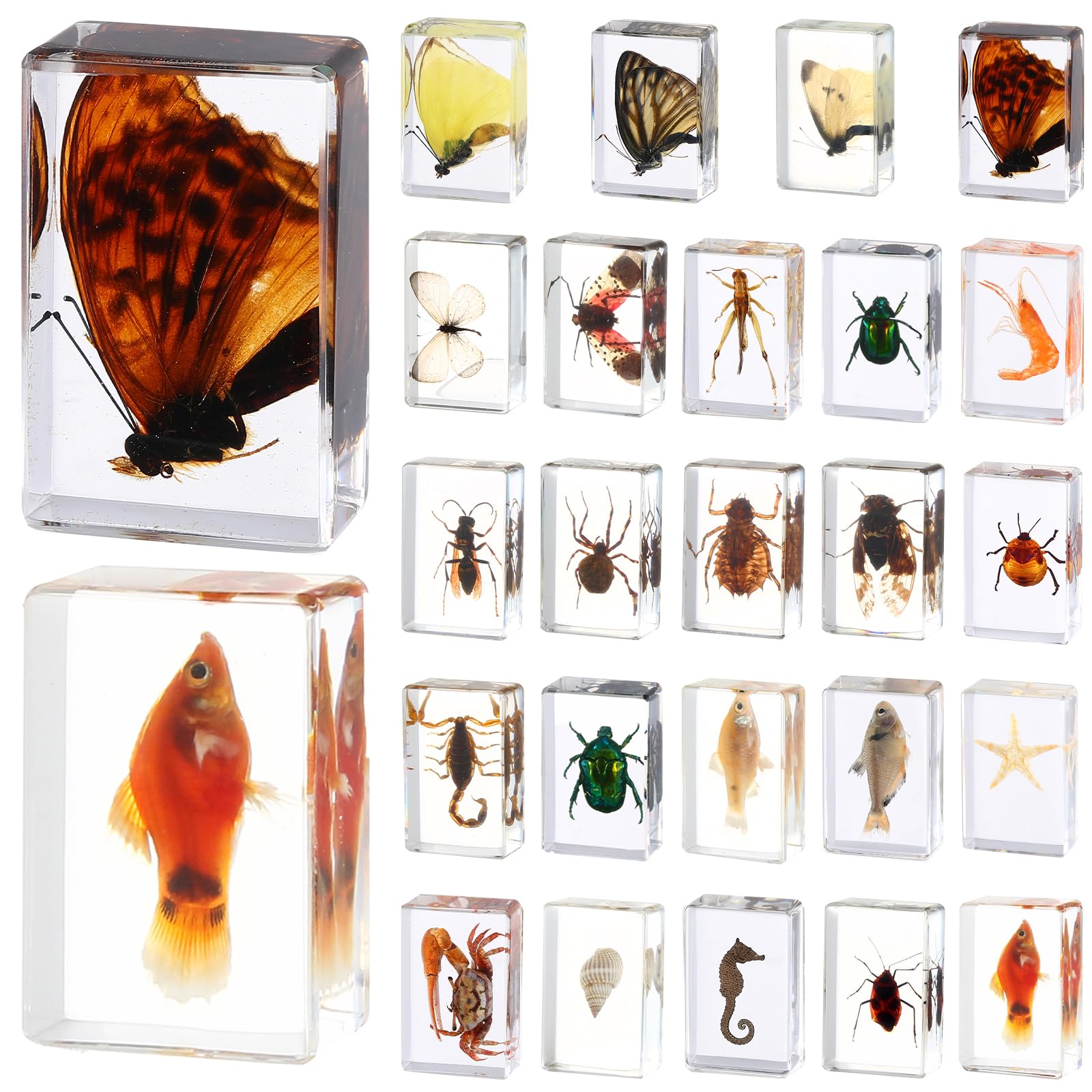 Live Insect Specimens Packing Welcome To Bugs Direct Ltd | Leading