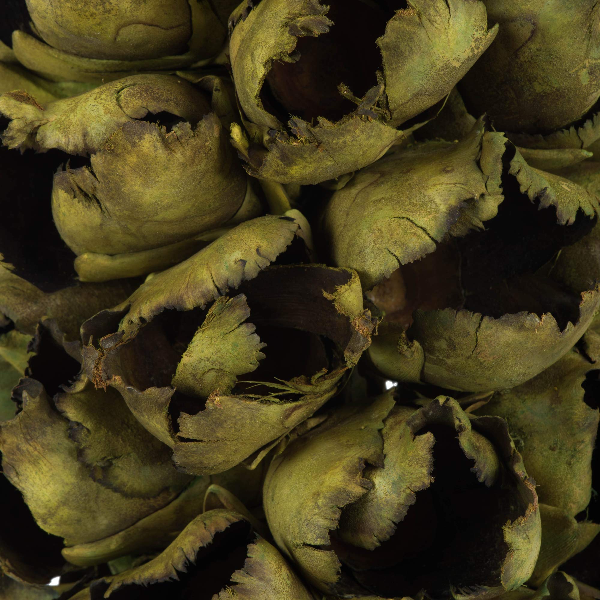 Vickerman Basil Giant Seed Pod Half 26