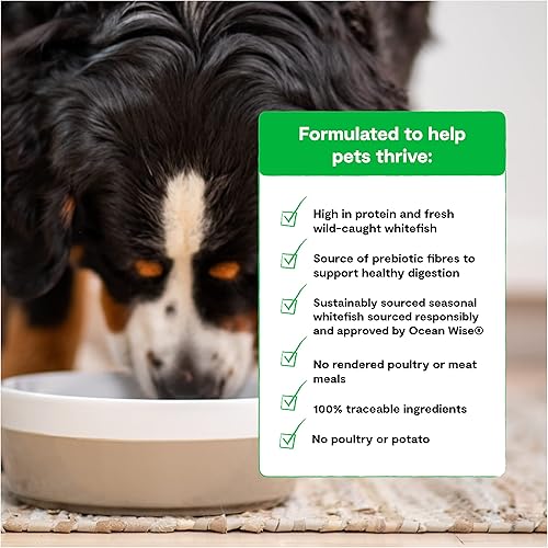 Miniatura 4 de Open Farm Catch-of-The-Season - Alimento seco para perros sin granos, receta de pescado capturado de forma sostenible con superalimentos sin OMG y