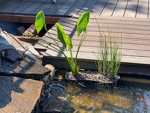 Miniatura 5 de PondH2o - Cesta de plástico con forma de riñón de malla ranurada para plantas acuáticas, 17 pulgadas (17.3 in), paquete de tres (3), perfecto para
