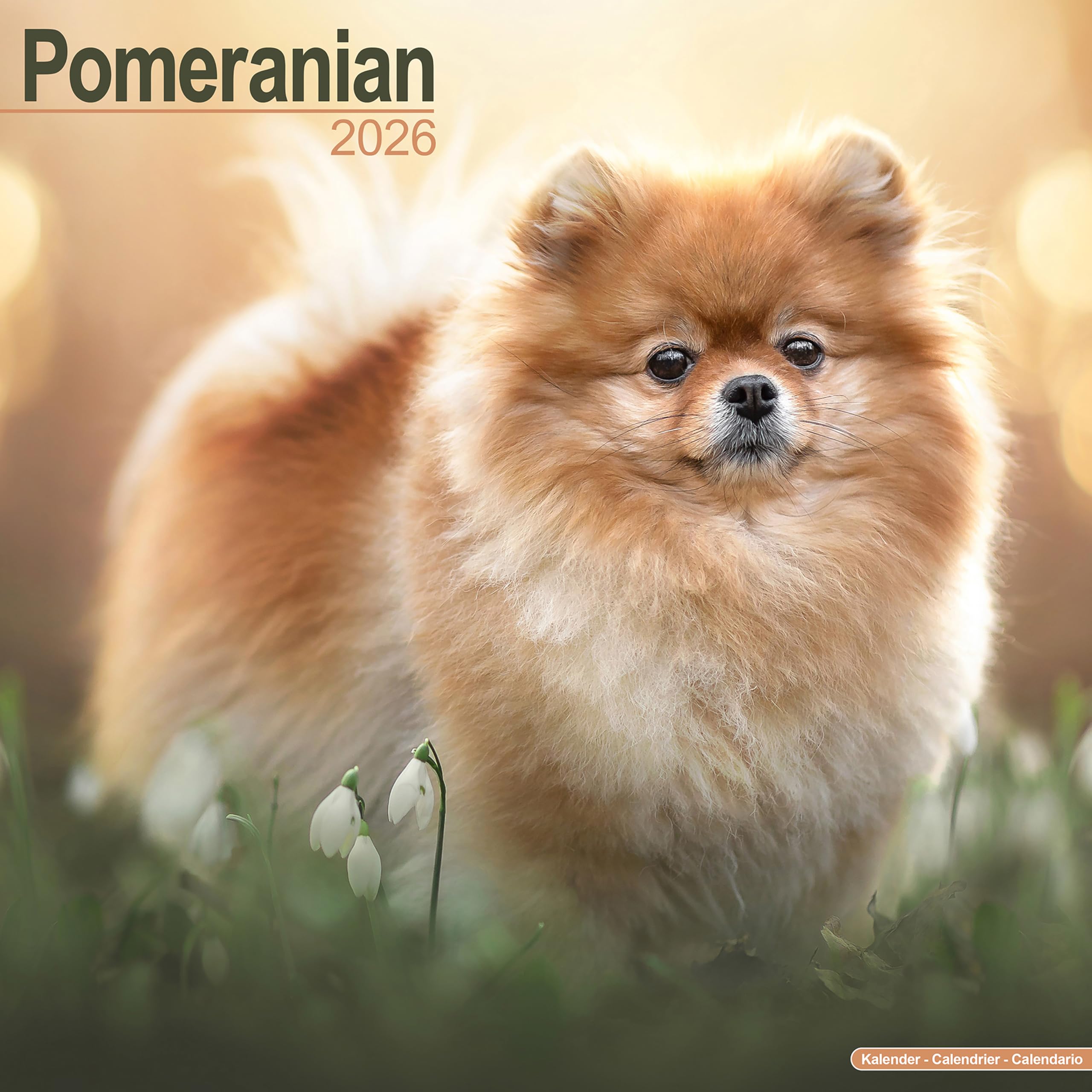 Pomeranian 2026 Calendar | Square Wall Calendar | Dog Breed Gift | Plastic Free Packaging | by Avonside Publishing