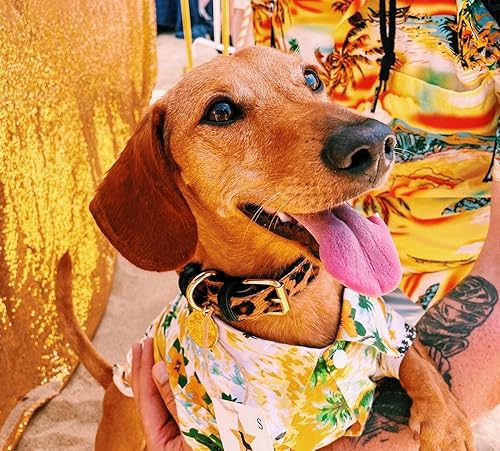 Miniatura 10 de Poise Pup - Collar de cuero para perros pequeños, medianos y grandes, hecho a mano, ajustable y suave para cachorros de niña y niño, grande