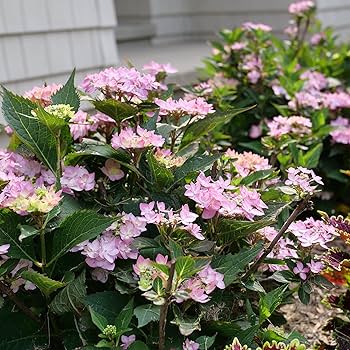 81bFz7zs7AL._AC_UF350,