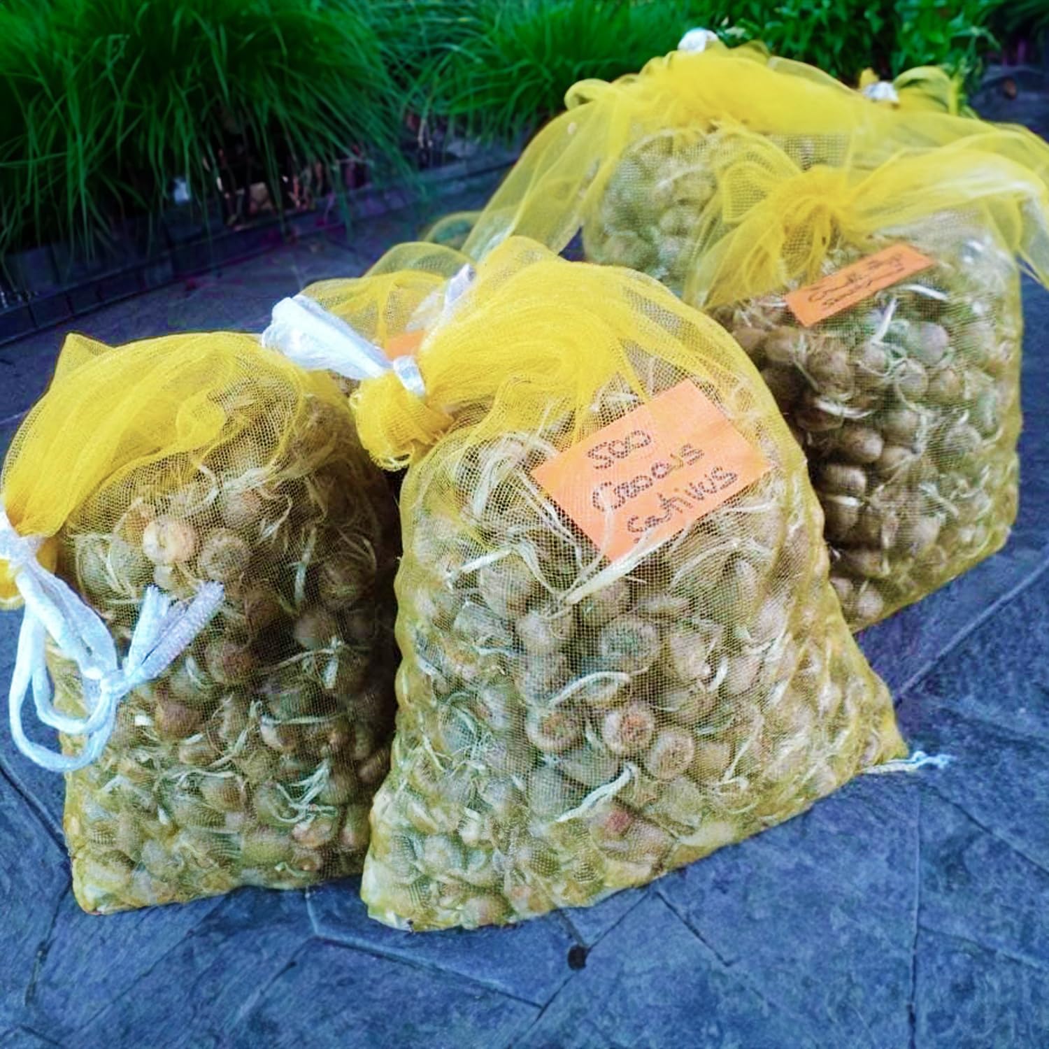 Bulbi di Zafferano | Crocus sativus | Circonferenza 10/+ cm (circa 3 cm di diametro) - 3/5 fiori già dal primo anno - PREVENDITA VANTAGGIOSA - CONSEGNA IN AGOSTO 2026 (50)