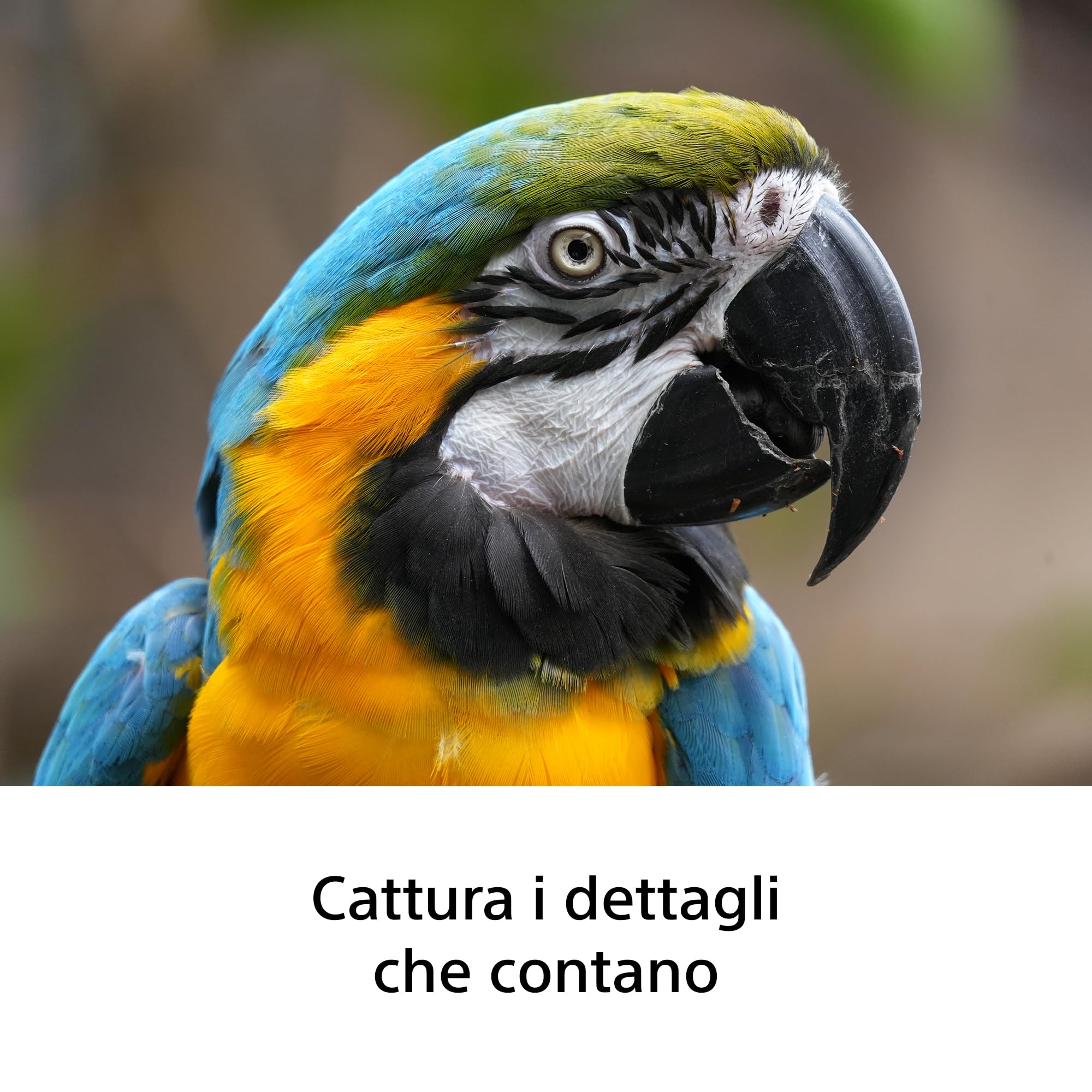 Sony FE 100-400mm F5-6.3OSS Obiettivo Zoom Teleobiettivo Full-Frame | Obiettivo full-frame per bird watching e la fotografia di animali, natura, wildlife, sport, viaggio, città e aviazione