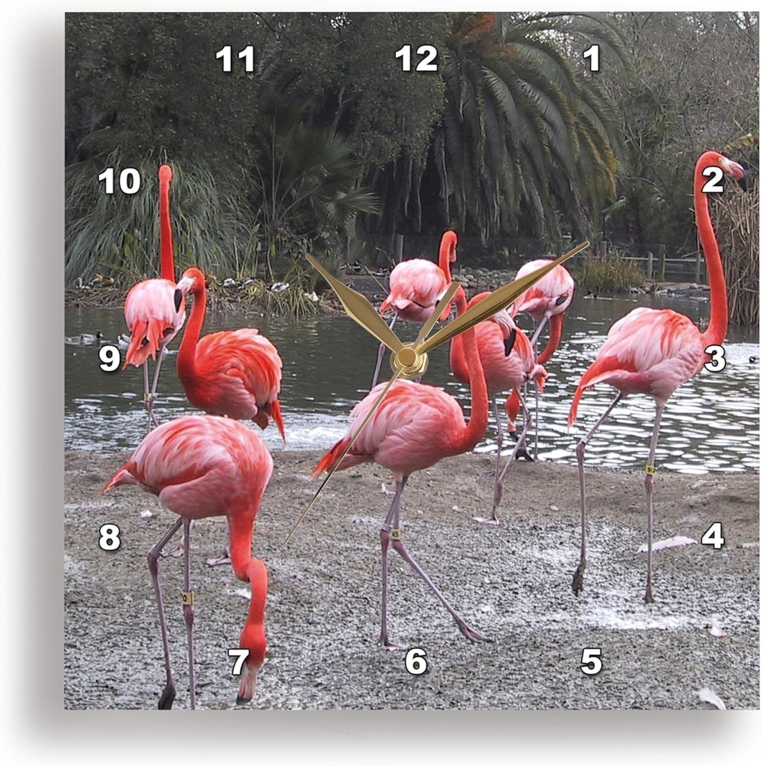3dRose Wall Clock Silent - 15 inch - Flamingos III - Sanders Photography