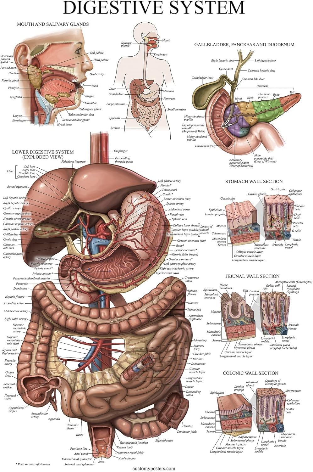Palace Learning Cuadro anatómico laminado del sistema digestivo - Cartel de anatomía gastrointestinal 18" x 24"