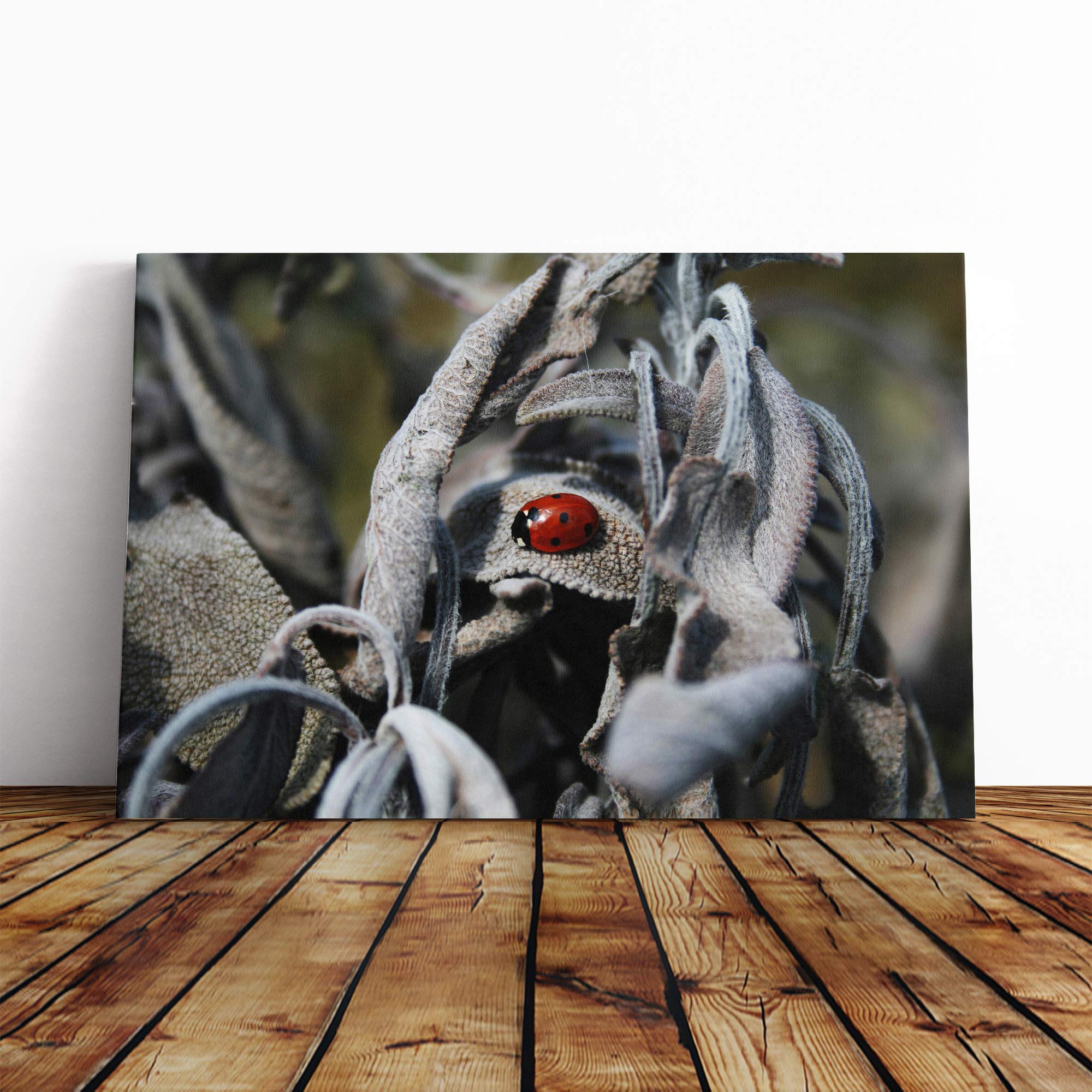 Red Ladybird Insect (1) Canvas Print | Gallery Wrapped 30mm Frame Wall Art | 24x16 inches | Ready to Hang | Modern Animals Picture | Living Room Bedroom Lounge Office