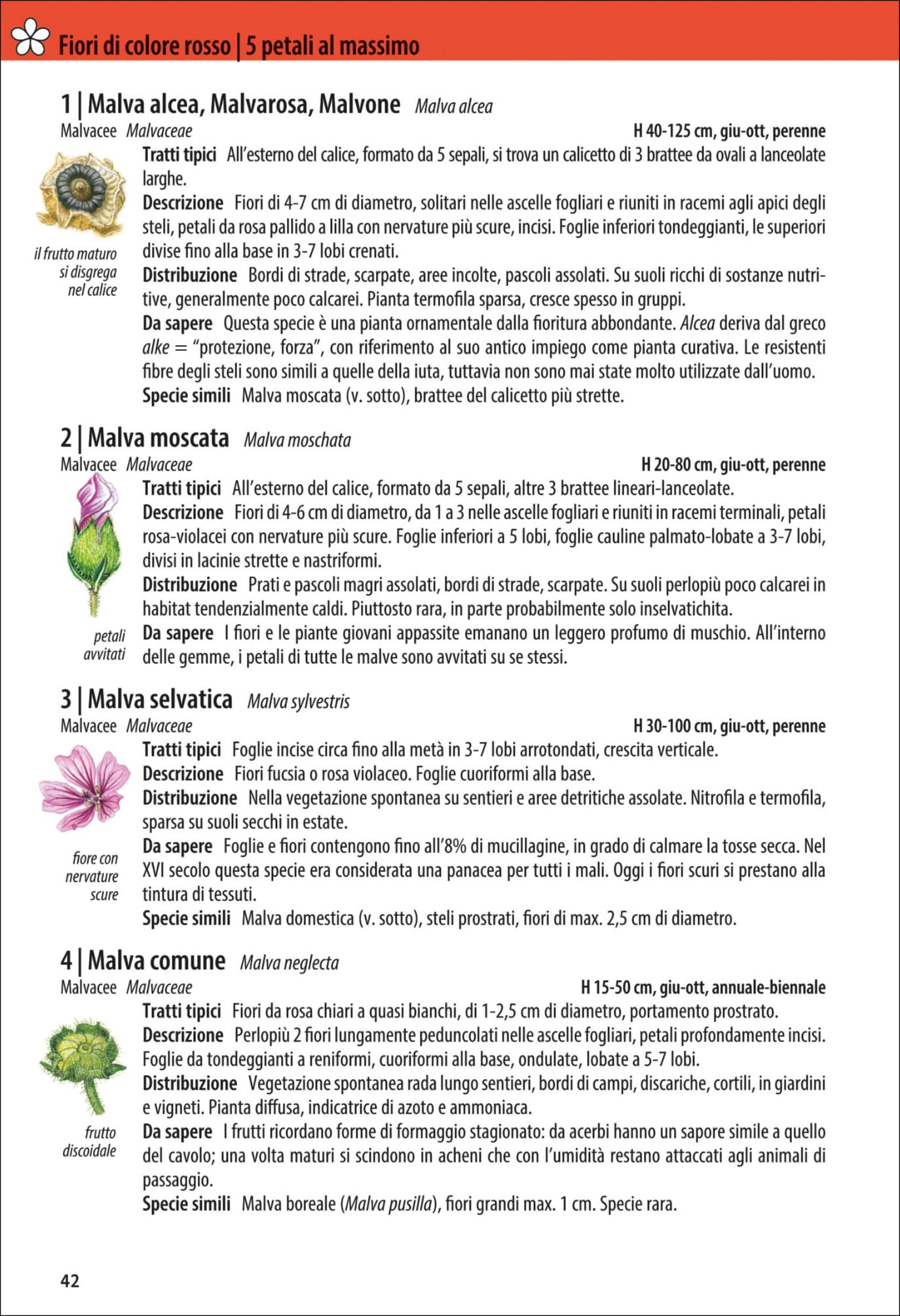 Che fiore è questo?