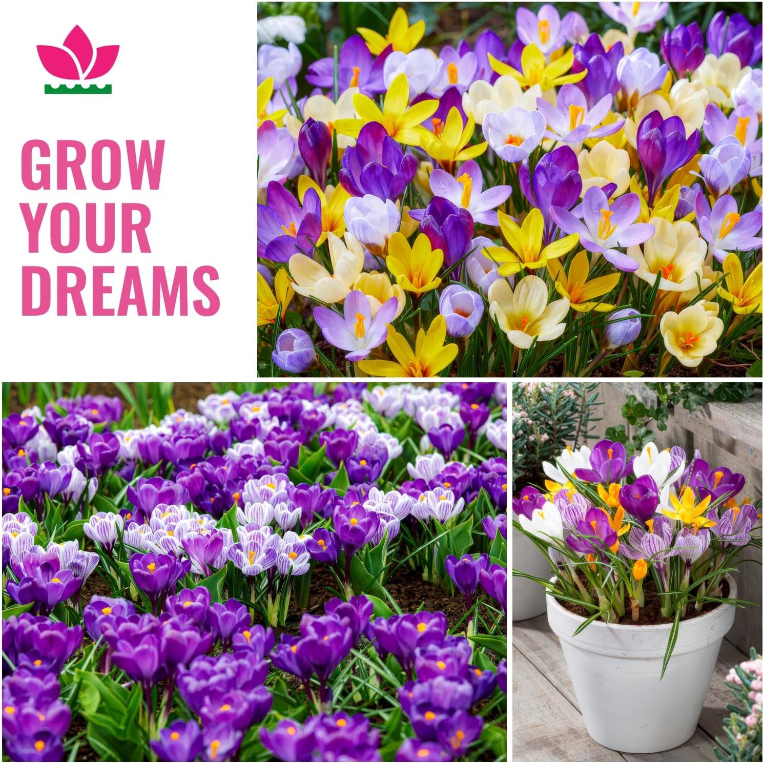 Botanische Crocus Budget (100 Zwiebeln) Blumenzwiebeln, Krokusse Zwiebel Mischung, 100 Exklusive Blumenzwiebeln, aus Holland, echte Winterhart e und mehrjährig Krokus Knollen