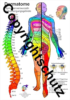 Dermatome - Spinalnervenwurzeln Hautversorgungsgebiete