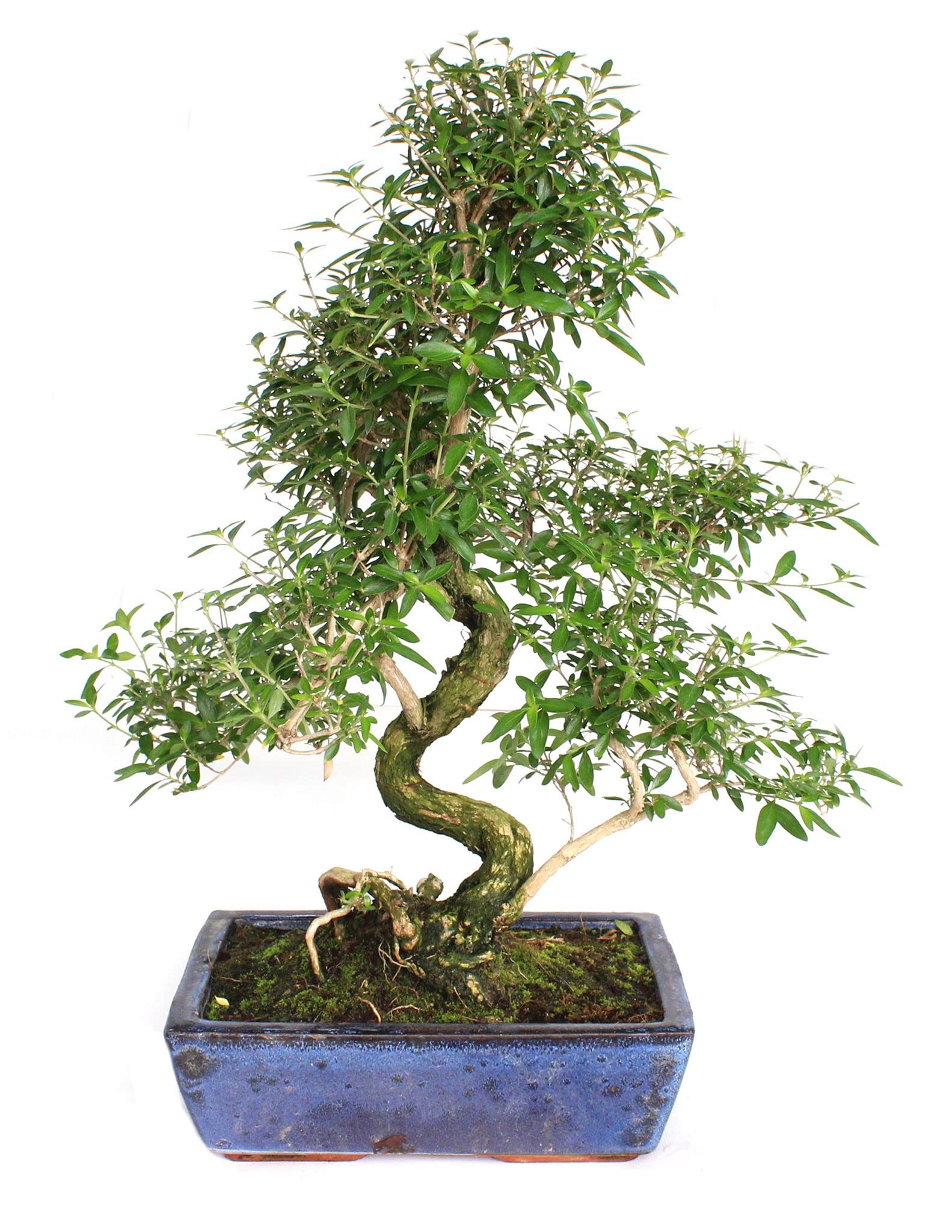 Bonsái de Serissa Phoetida Árbol Natural de Riego Moderado