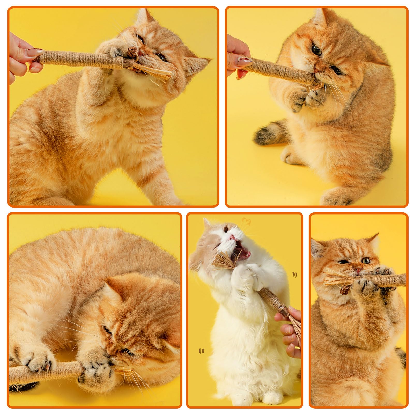 Palillos de Hierba gatera, Juguete para Gatos con Hierba gatera, Juguete Matatabi, Juguete para Masticar Gatos, Palillos para Masticar