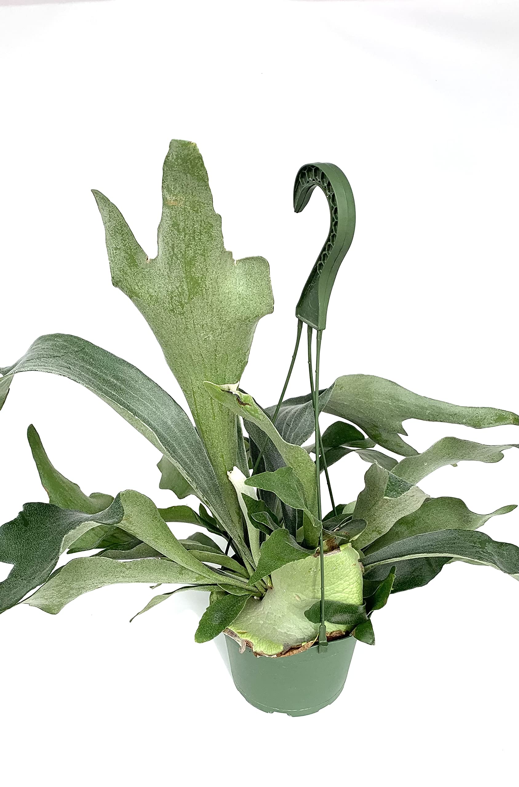 CTS Air Plants Staghorn Fern