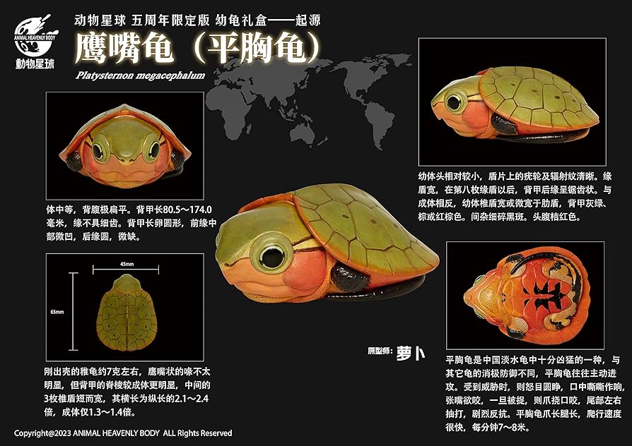 亀のフィギュア 71ymWF0txWL._UF350,350_QL50_.jpg