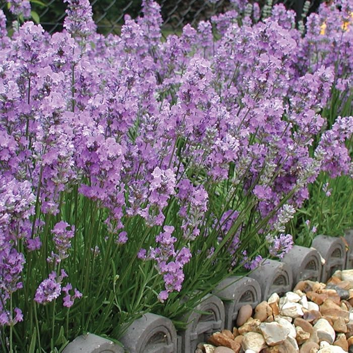Buy Lavender Rosea Traditional English Drought Tolerant Cottage Garden