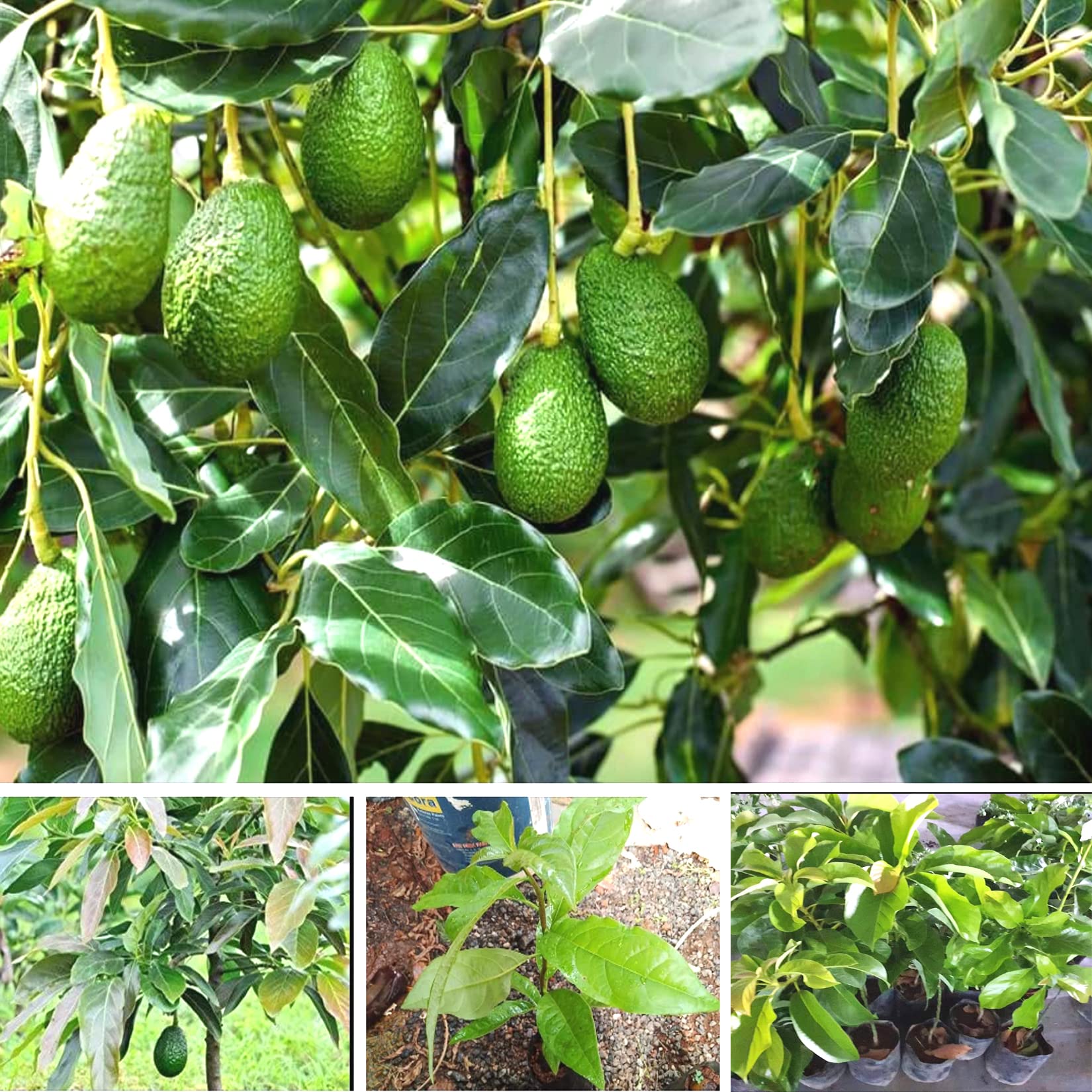 AGRO ALIVE Rare Hybrid Hass Variety Avocado Grafted Live Plant (B0BRDBM6RD) Amazon Price History, Amazon Price Tracker