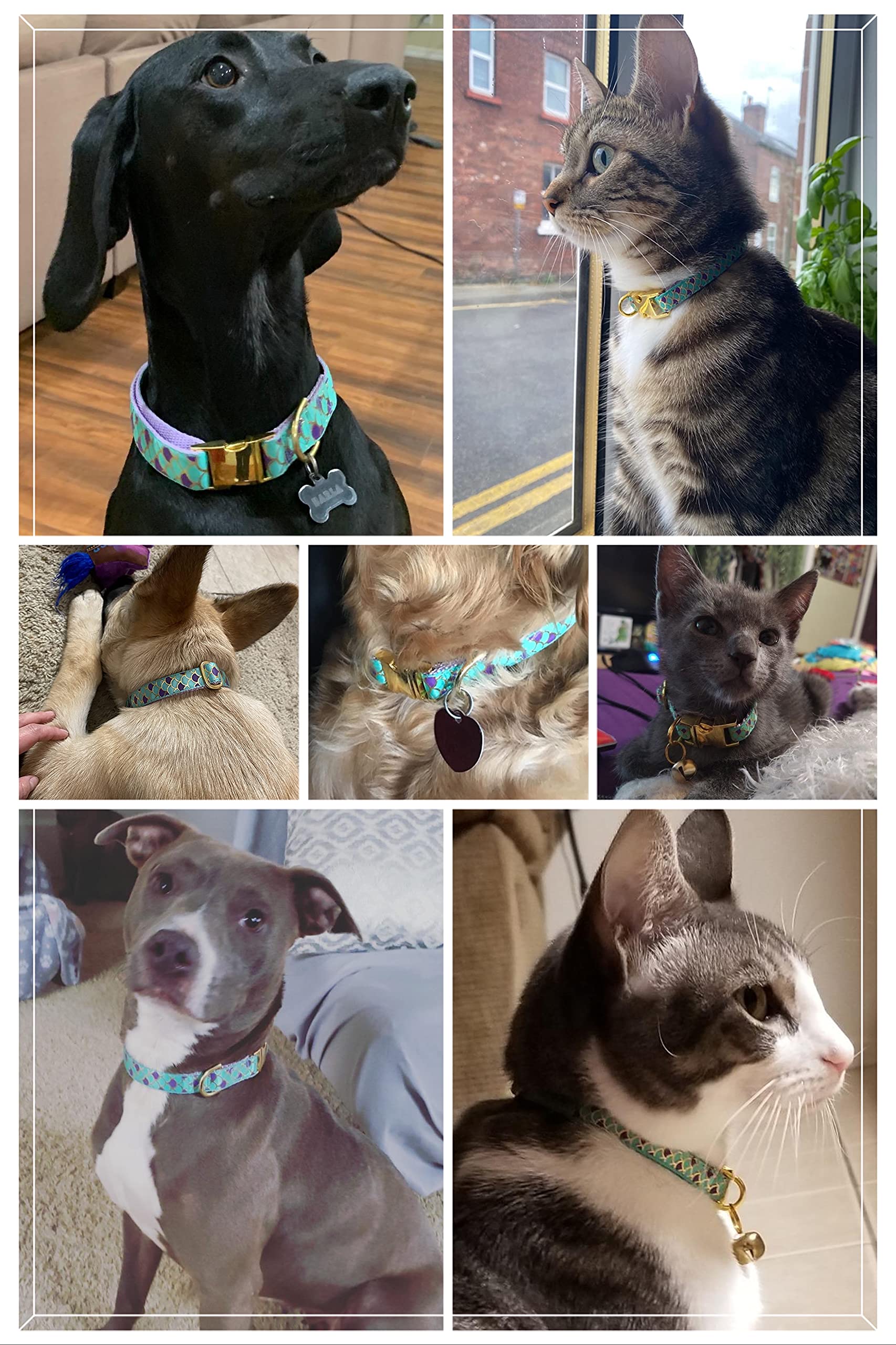 WAAAG Pet Supplies, (Glory Mermaid) Cat Collar, Dog Collar, Cat Leash, Dog Leash, Small Dog Collar, Medium Dog Collar, Large Dog Collar (Pet Collar, M)