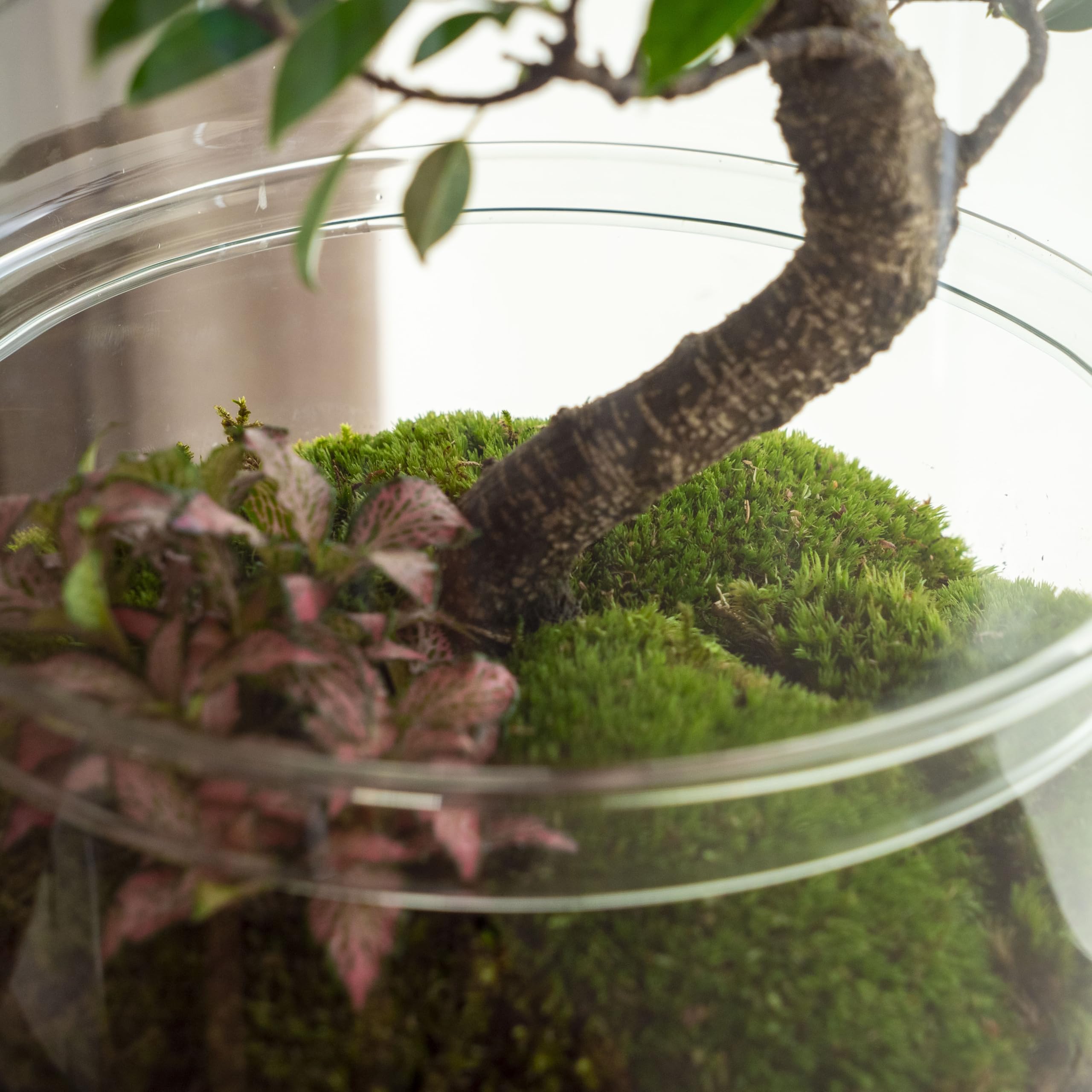 Terrario Plantas de Cristal | Recipiente con Ficus Ginseng y Fitonia | Jardín Eterno | Omotesando | Plantas Naturales | Ecosistema Natural | Jardín en un Bol | Regar una Vez al año | Midori