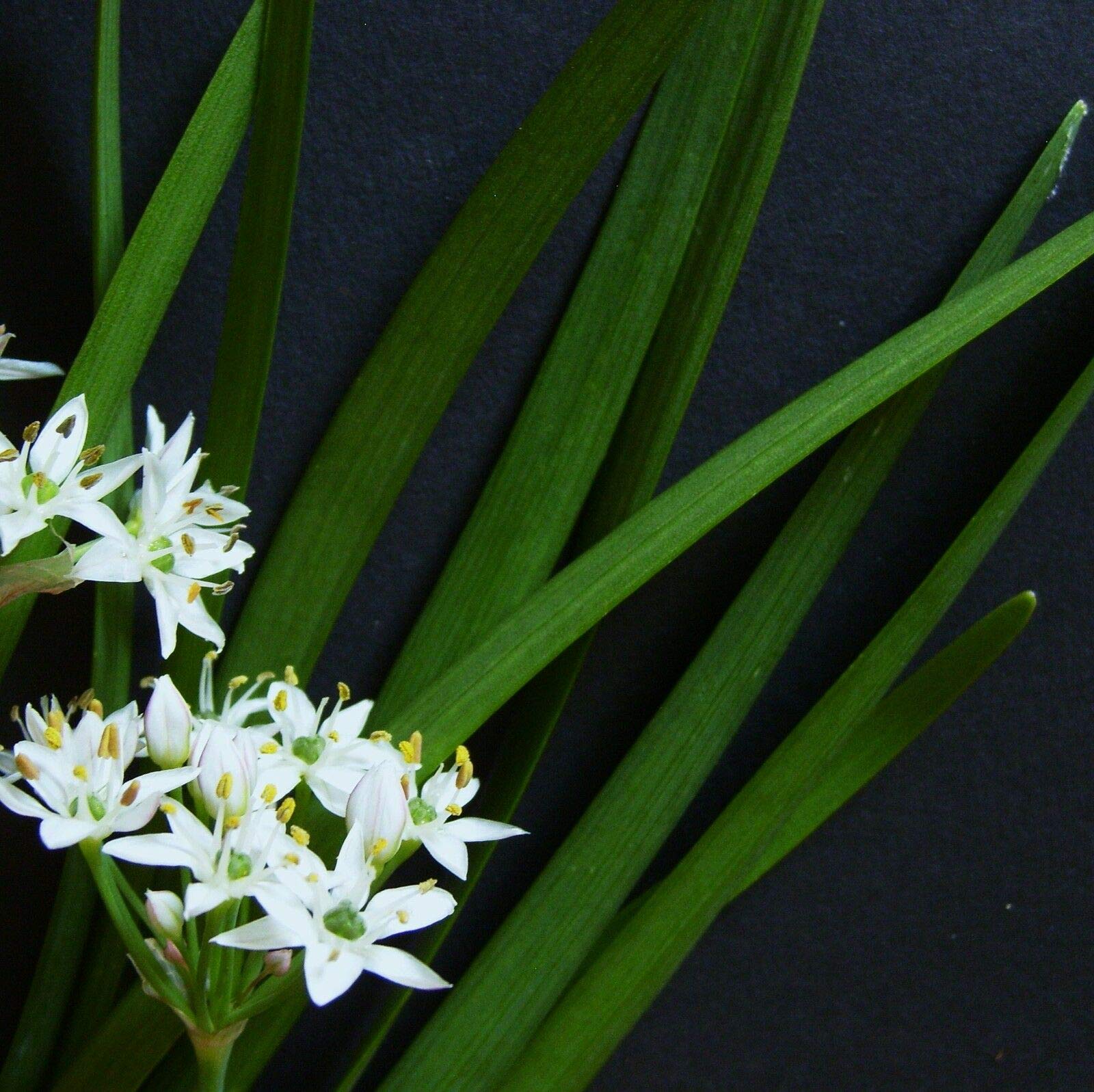 50 seeds of Garlic Chives