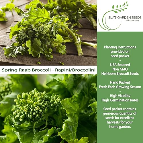 Miniatura 2 de Semillas de brócoli Raab Rapini de primavera, 300 semillas por paquete, semillas sin OMG, nombre botánico: Brassica oleracea, Isla's Garden Seeds