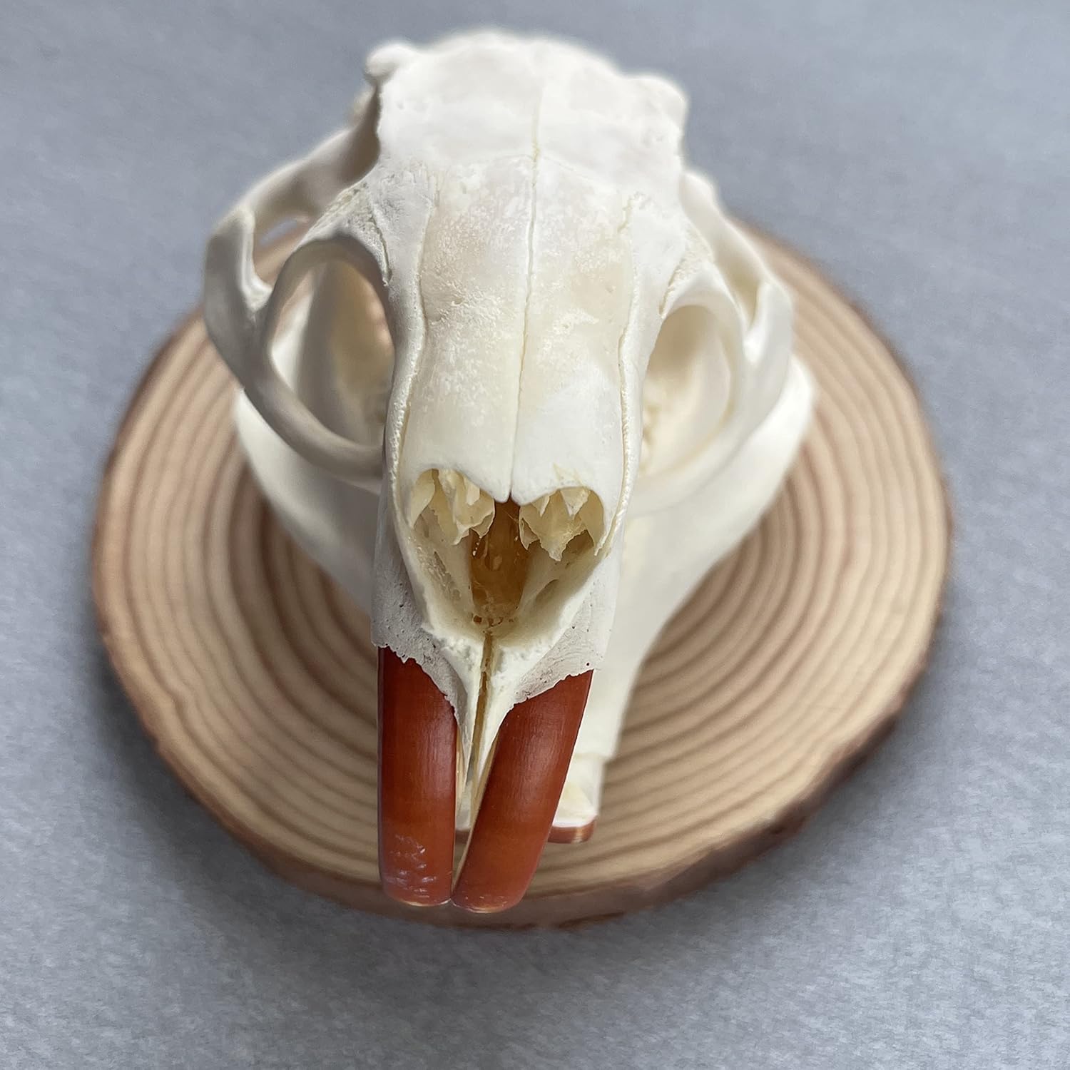 Taxidermy Real Animal Skull, Animal Bones Real for Craft, Skull Decoration for Home, Specimen Collectibles Study, Special Gifts (Coypu Skull)