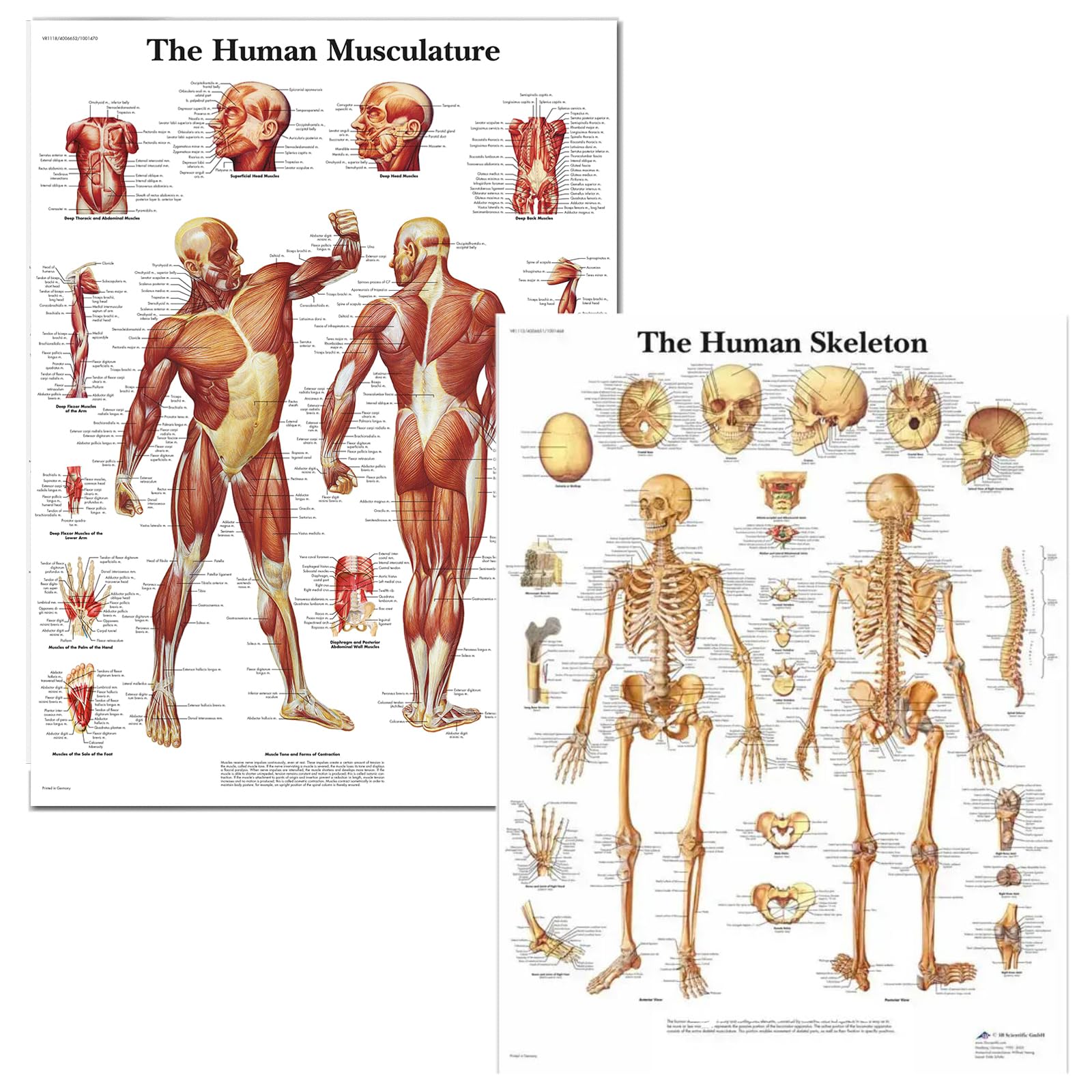 Gyiocill Poster Anatomie Squelettique, Tableau D'anatomie Musculaire, Scientific Humain Imprimé sur Papier, Learning Lot de 2 posters Anatomiques, Tissu en Soie, 60 x 90 cm(Version Anglaise)