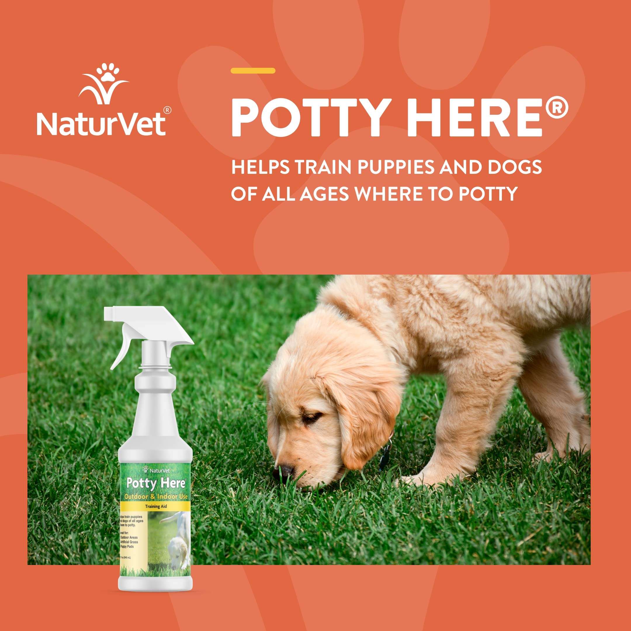 How To Get Dog Used To Puppy