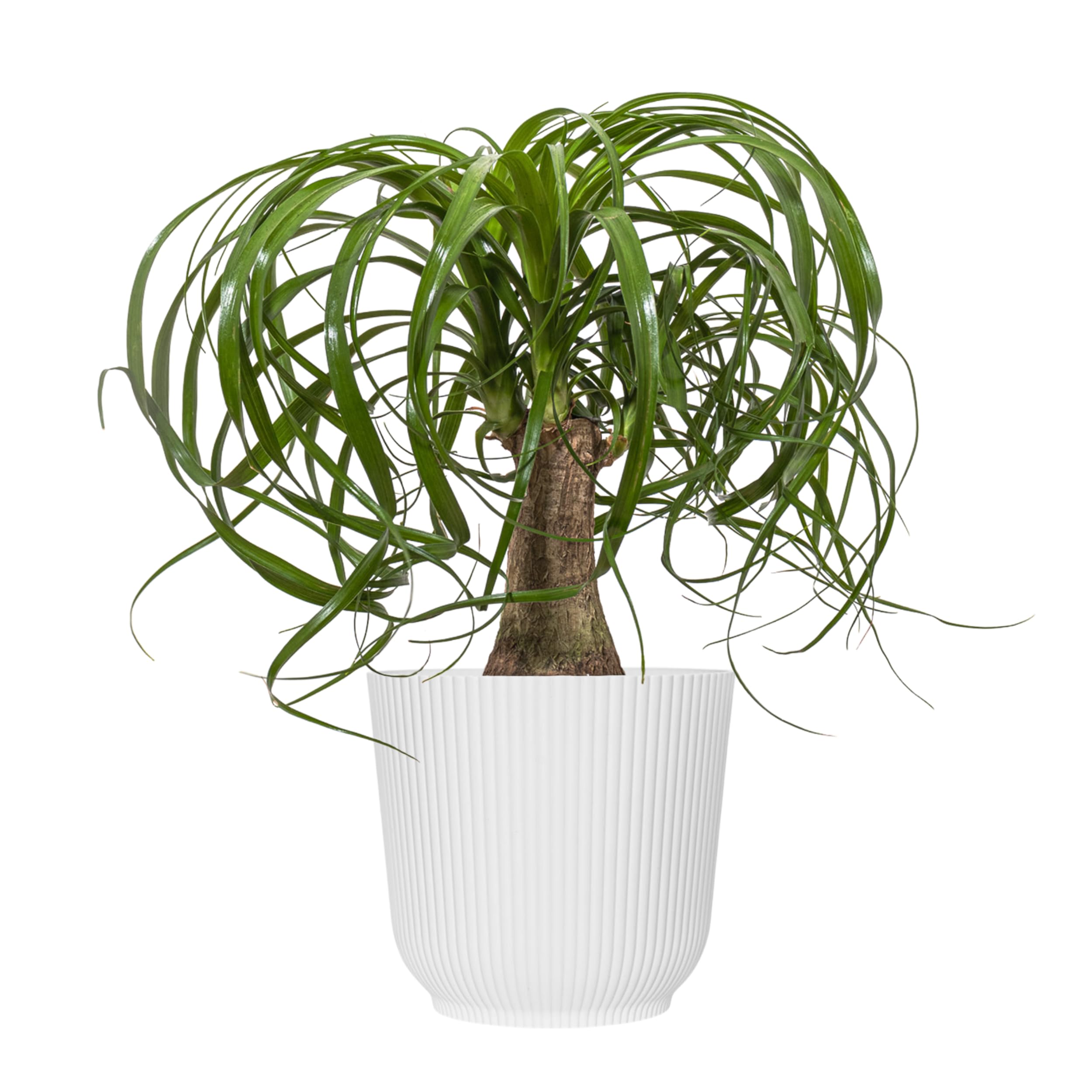 Ponytail Palm Live Plant by United Nursery