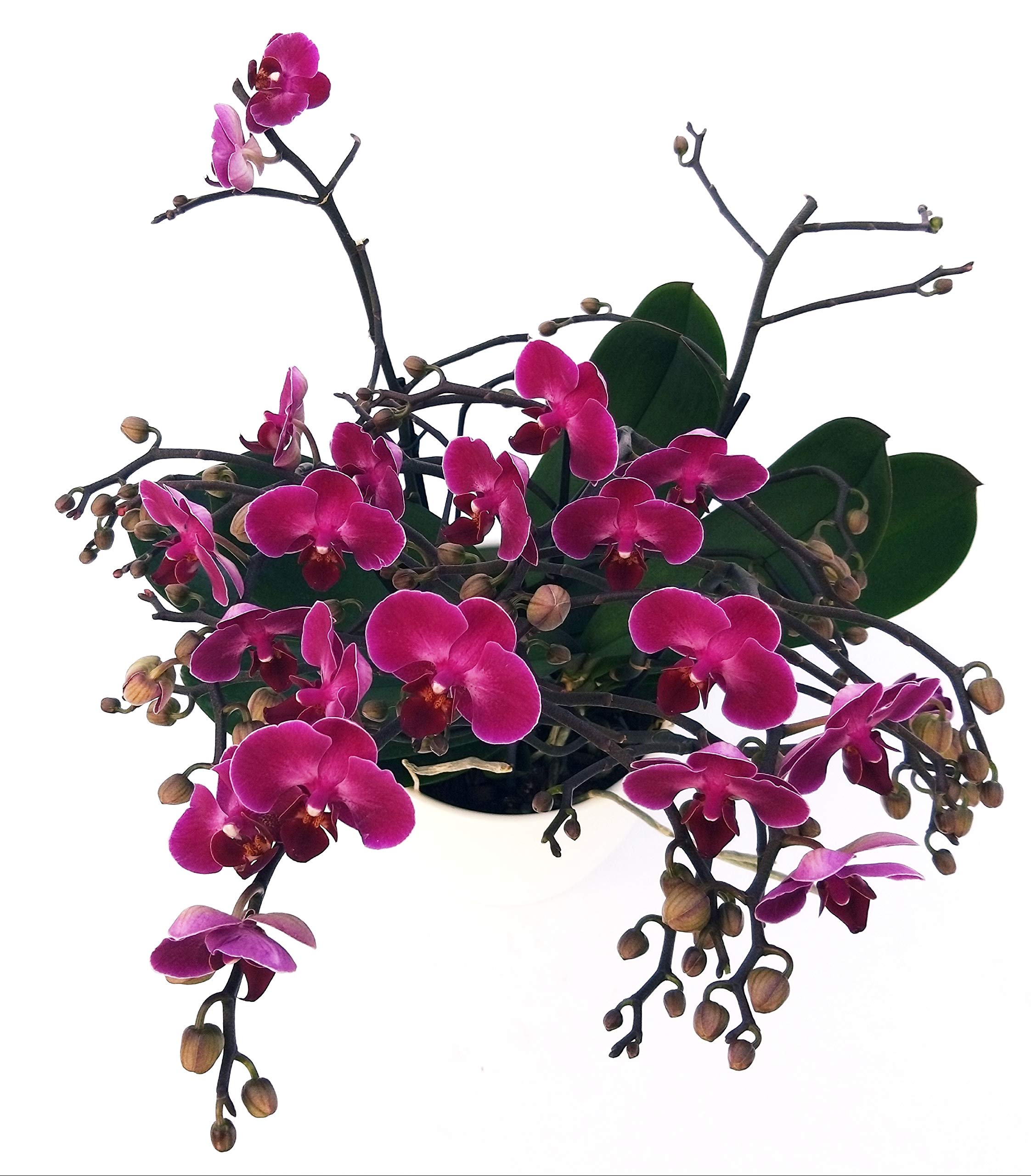 POWERS TO FLOWERS - ORCHIDEA PHALAENOPSIS EXTRA!!! IN VASO CERAMICA BIANCO, pianta vera