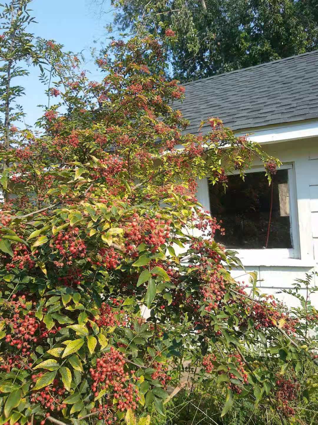 pepper plant（花椒树苗）