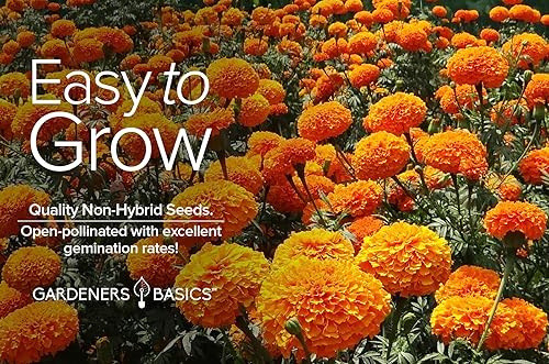 Miniatura 3 de Semillas de caléndula para plantar al aire libre (variedad Crackerjack) Anual de polinización abierta, reliquia, variedad de flores sin OMG,