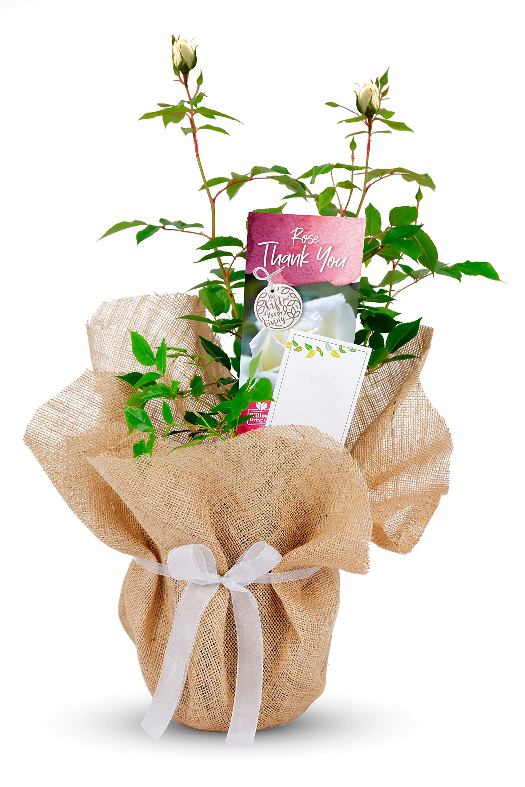 Carbeth Plants Thank You Rose Bush Gift Wrapped Plant Gift from B&Q
