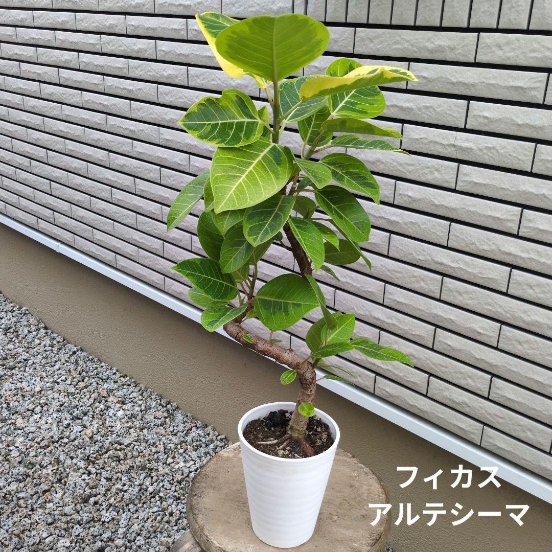 Amazon.co.jp: 観葉植物 フィカス アルテシーマ アルテシマ 螺旋仕立て