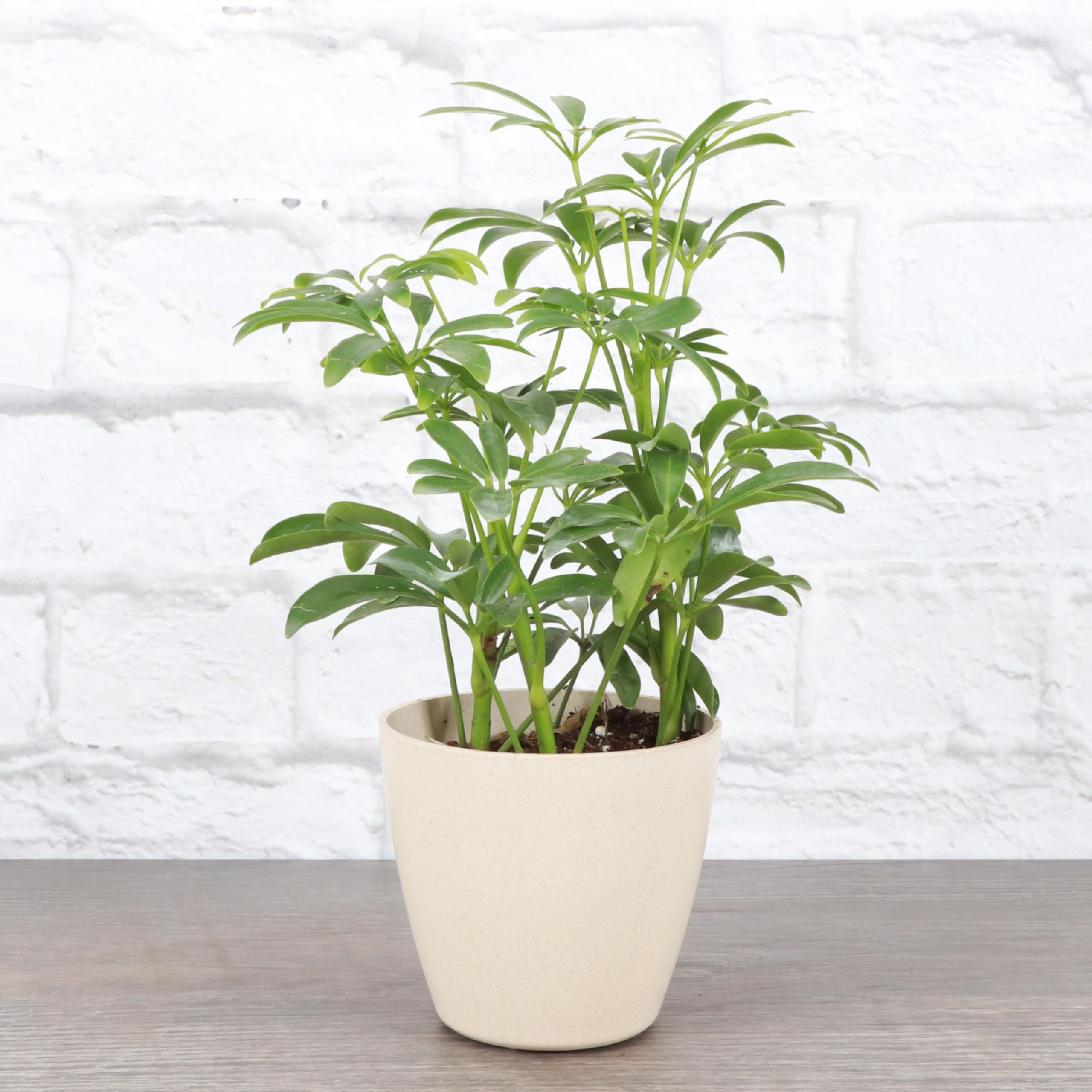 Amazon.com : Thorsen's Greenhouse Live Arboricola Umbrella Tree