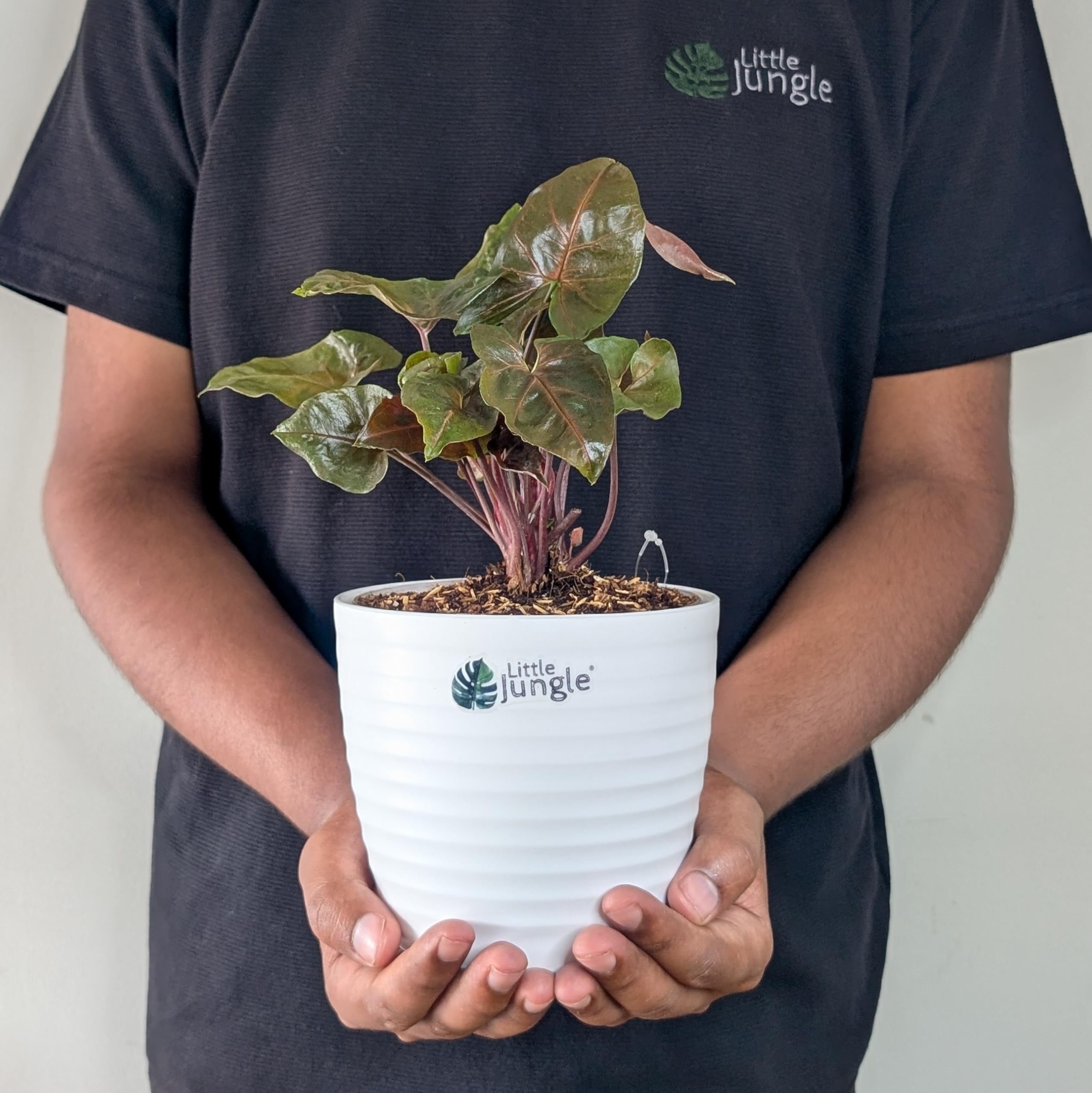 LittleJungle Syngonium Red Plum - Live Plant with 5.5 Inches White Decor Pot | Indoor Plants For Home | Office Desk | Live Plants Indoor | Air Purifying Plant | Live Plant With Pot For Home Decor |